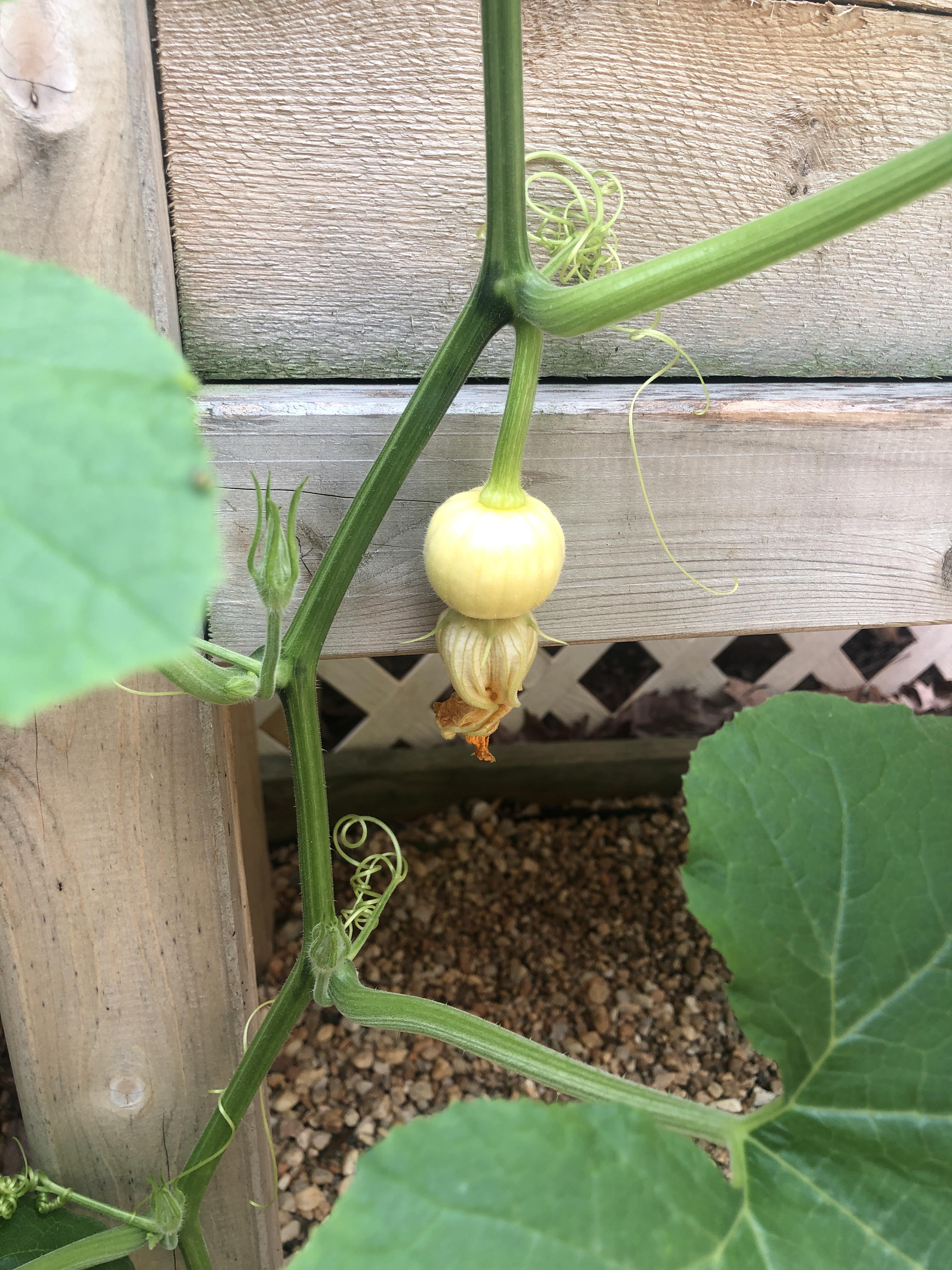 Last year my pumpkin plant died without ever producing a female flower