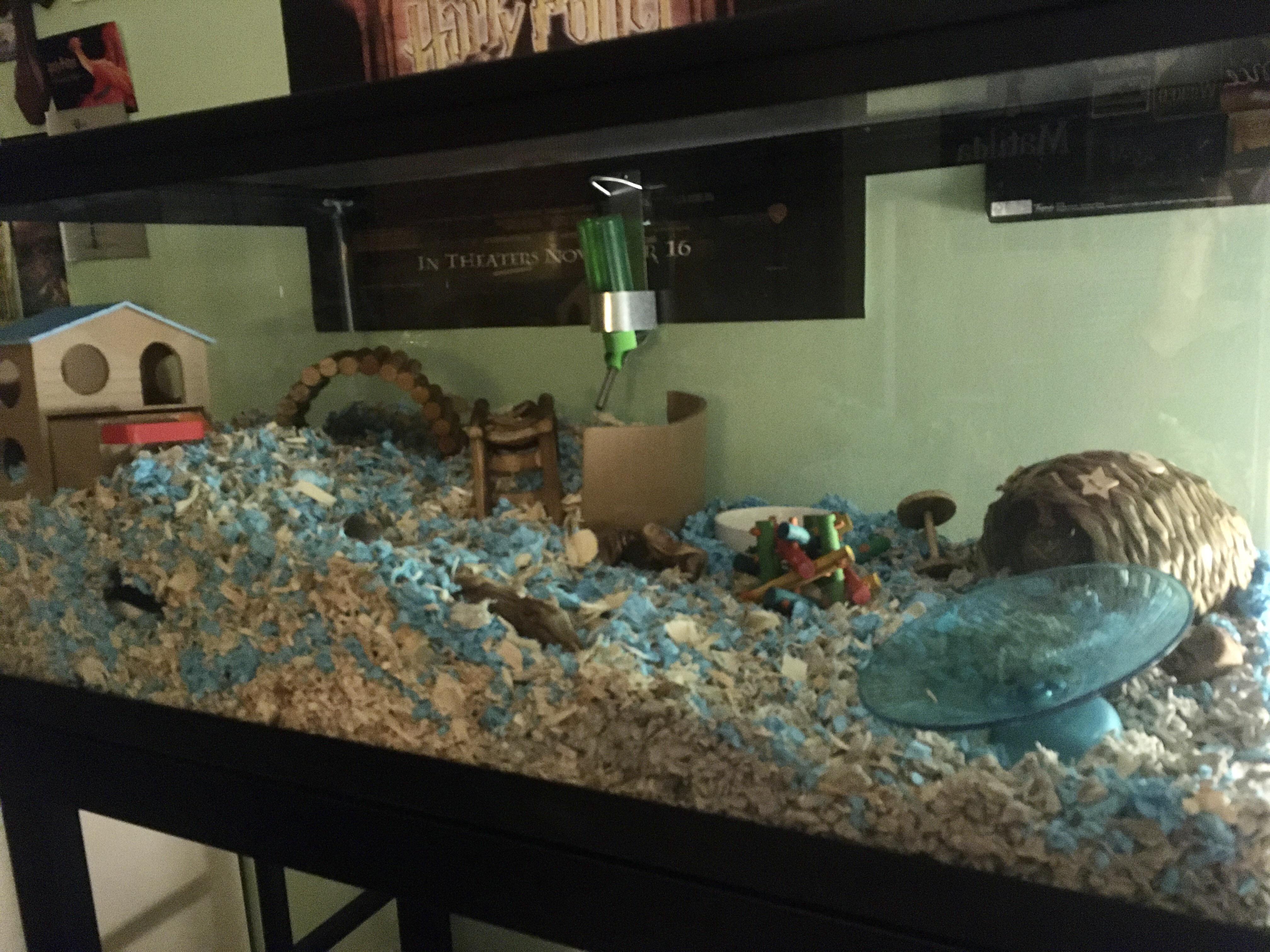 Soon to be first time gerbil owner seeks suggestions to tank setup! r