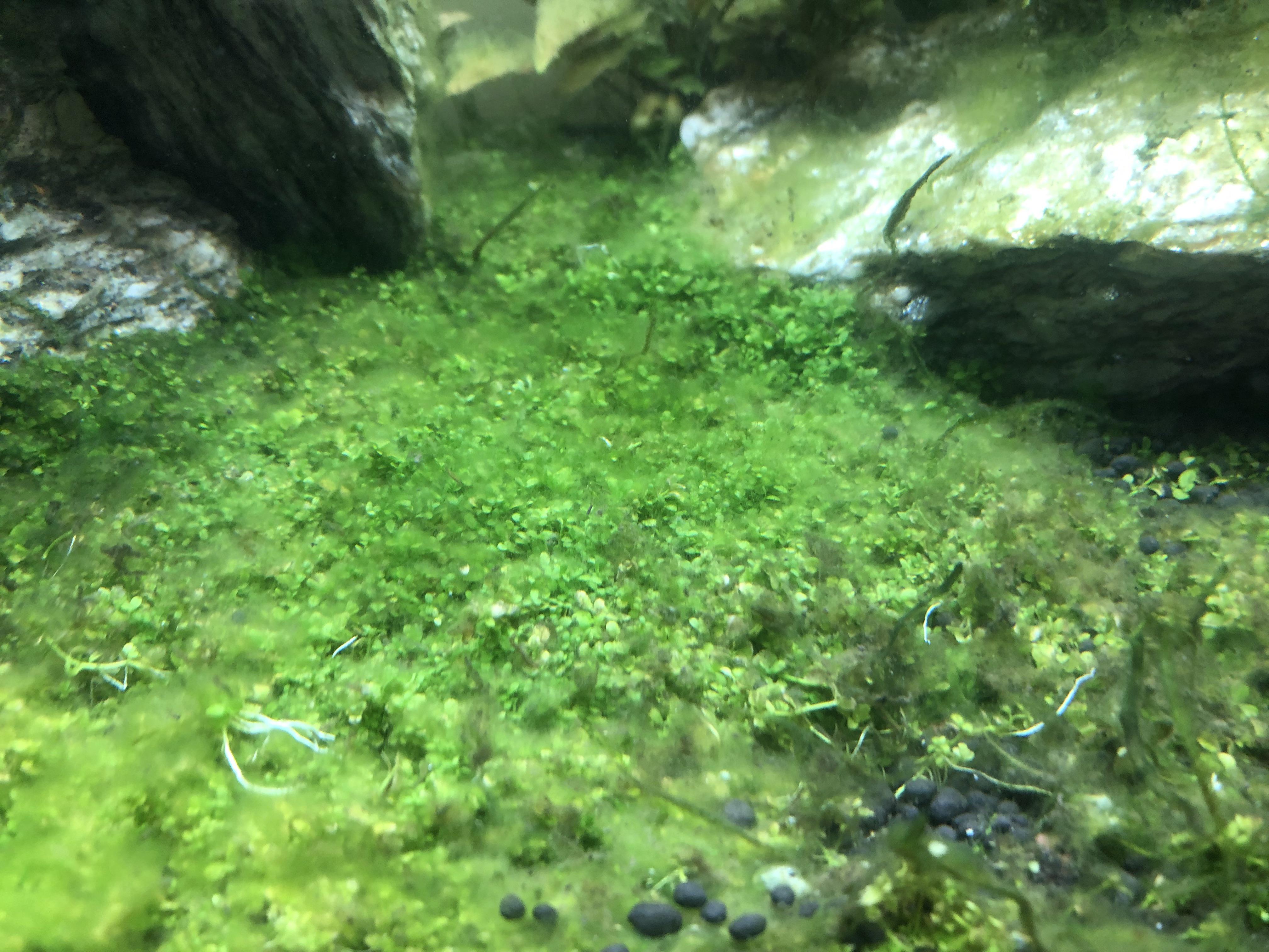 Stringy algae on top of Monte Carlo carpet. Any fixes? r/Aquariums