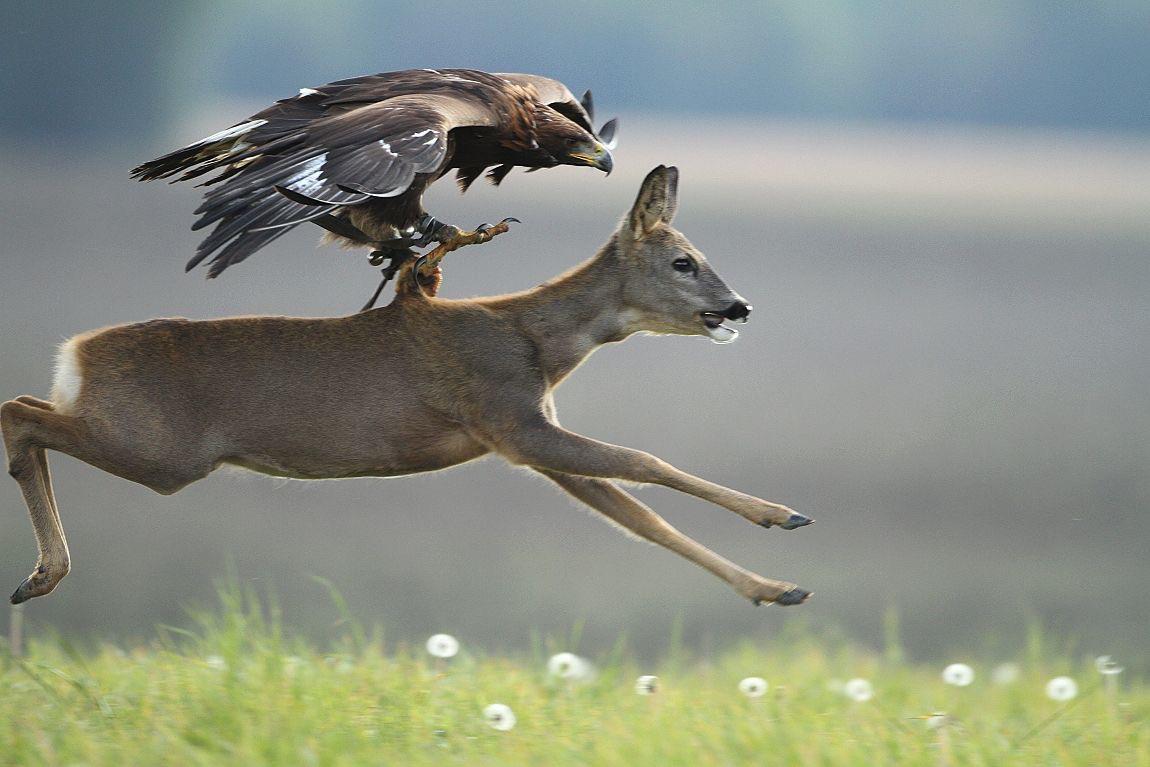 Golden Eagle Hunts Goats