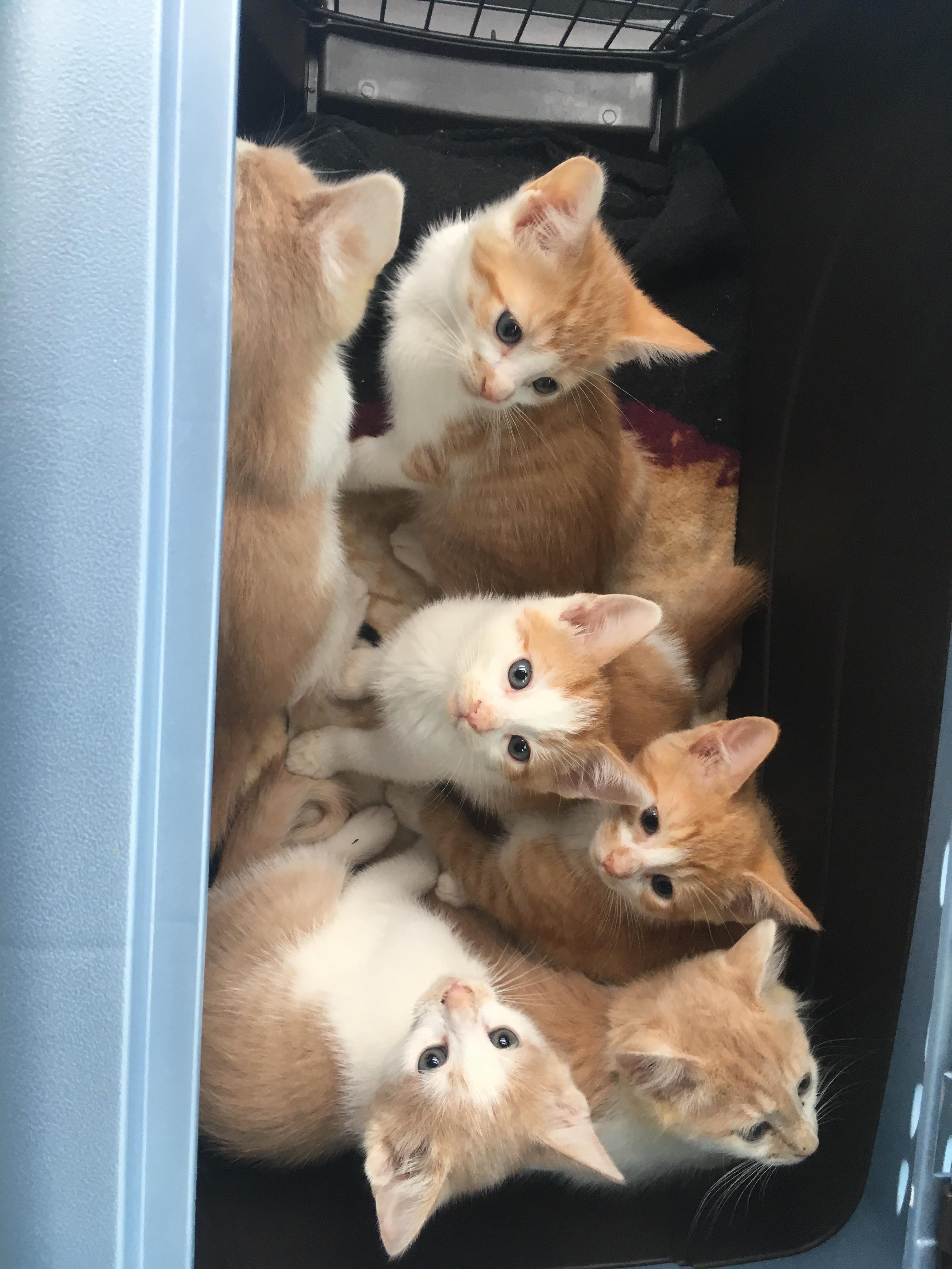 All 6 of my foster babies found their forever homes! First time fostering and boy was it