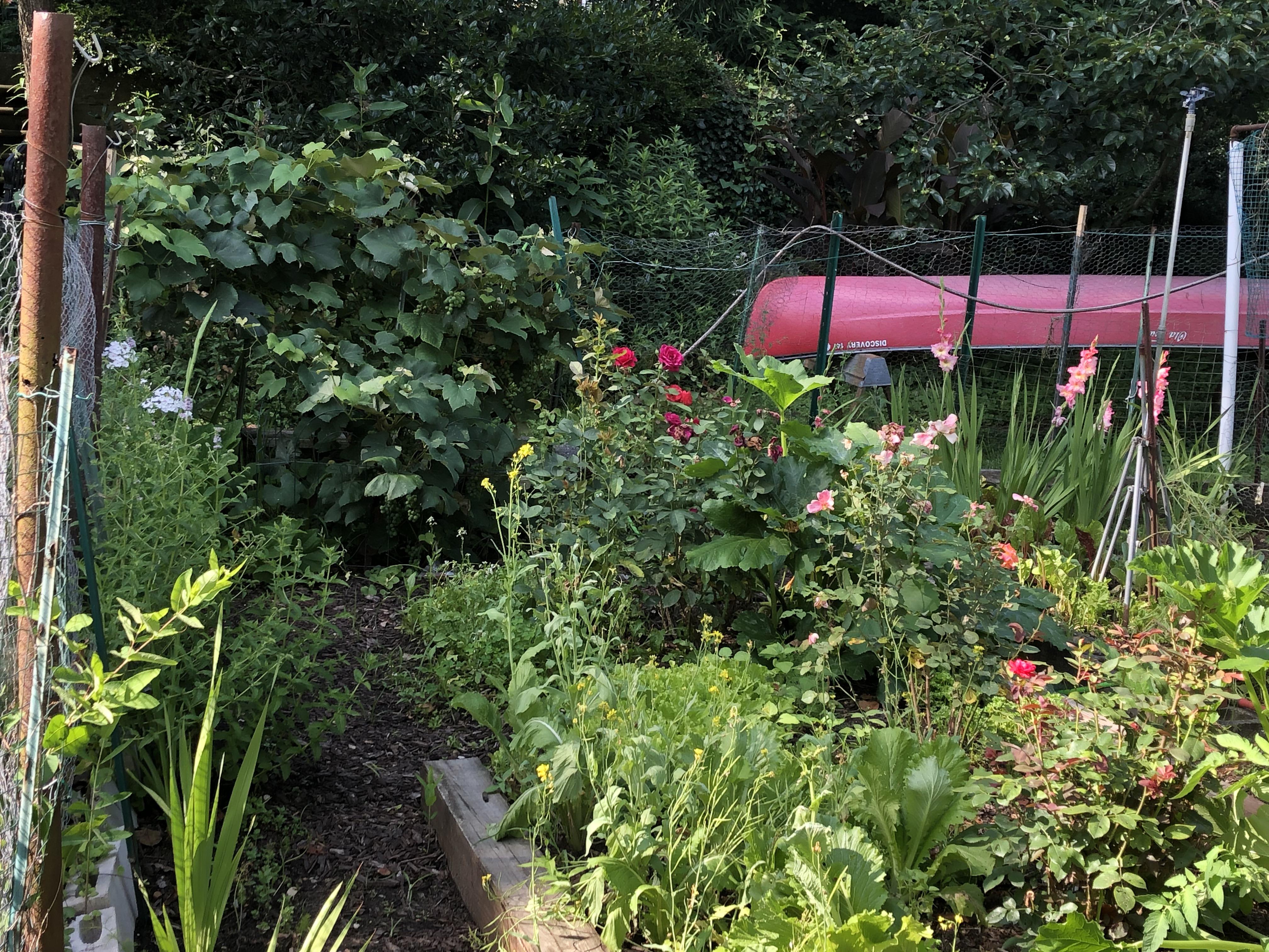 In and around the vegetable garden in New Jersey on the banks of Big