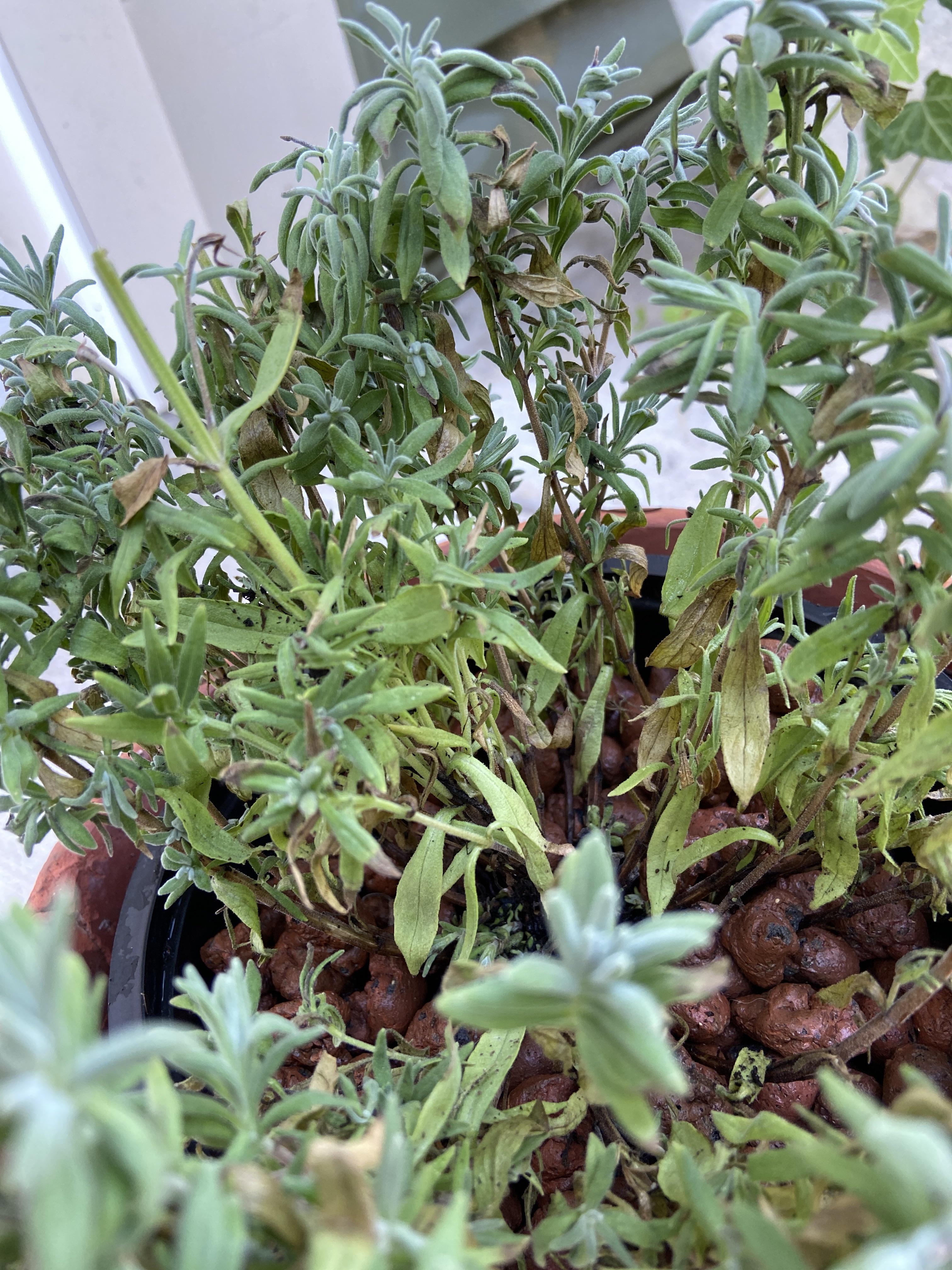 My lavender plant is turning brown, just switched to leca to try to