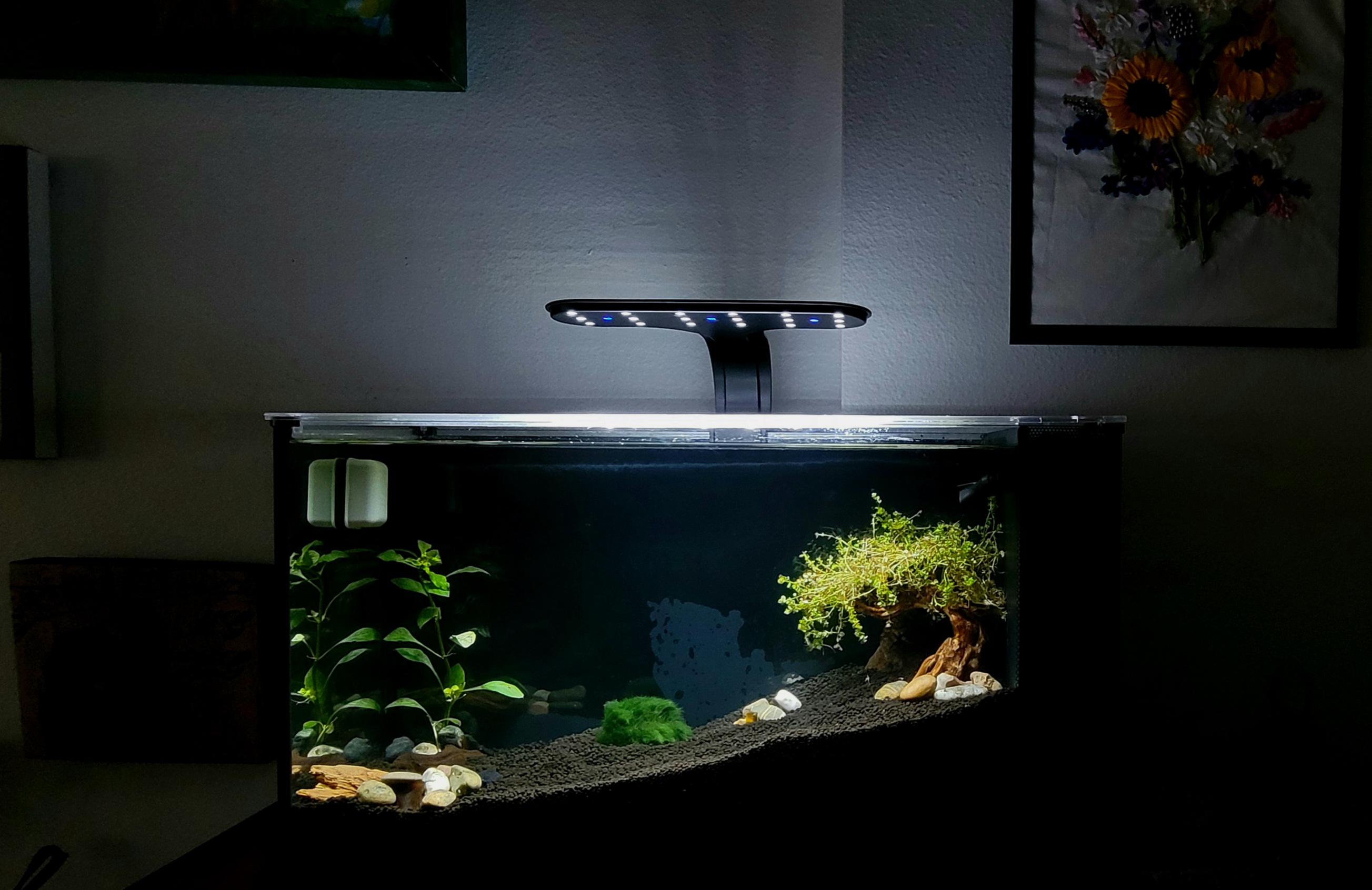 First attempt of aquascaping, 5 gallon nano tank. Bonsai wood w/Monte