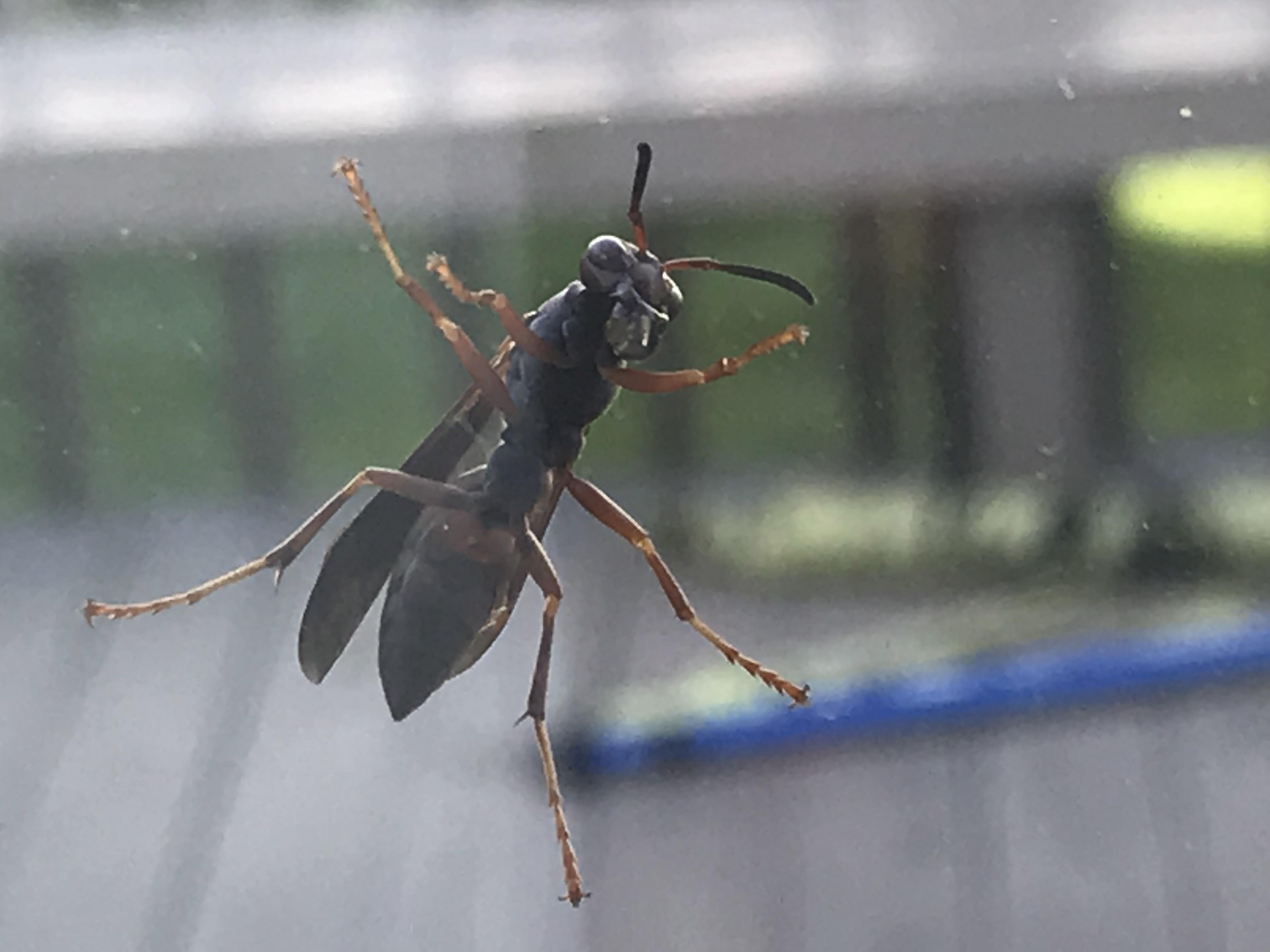 Found a wasp at my sliding door. Does anyone know what type this is
