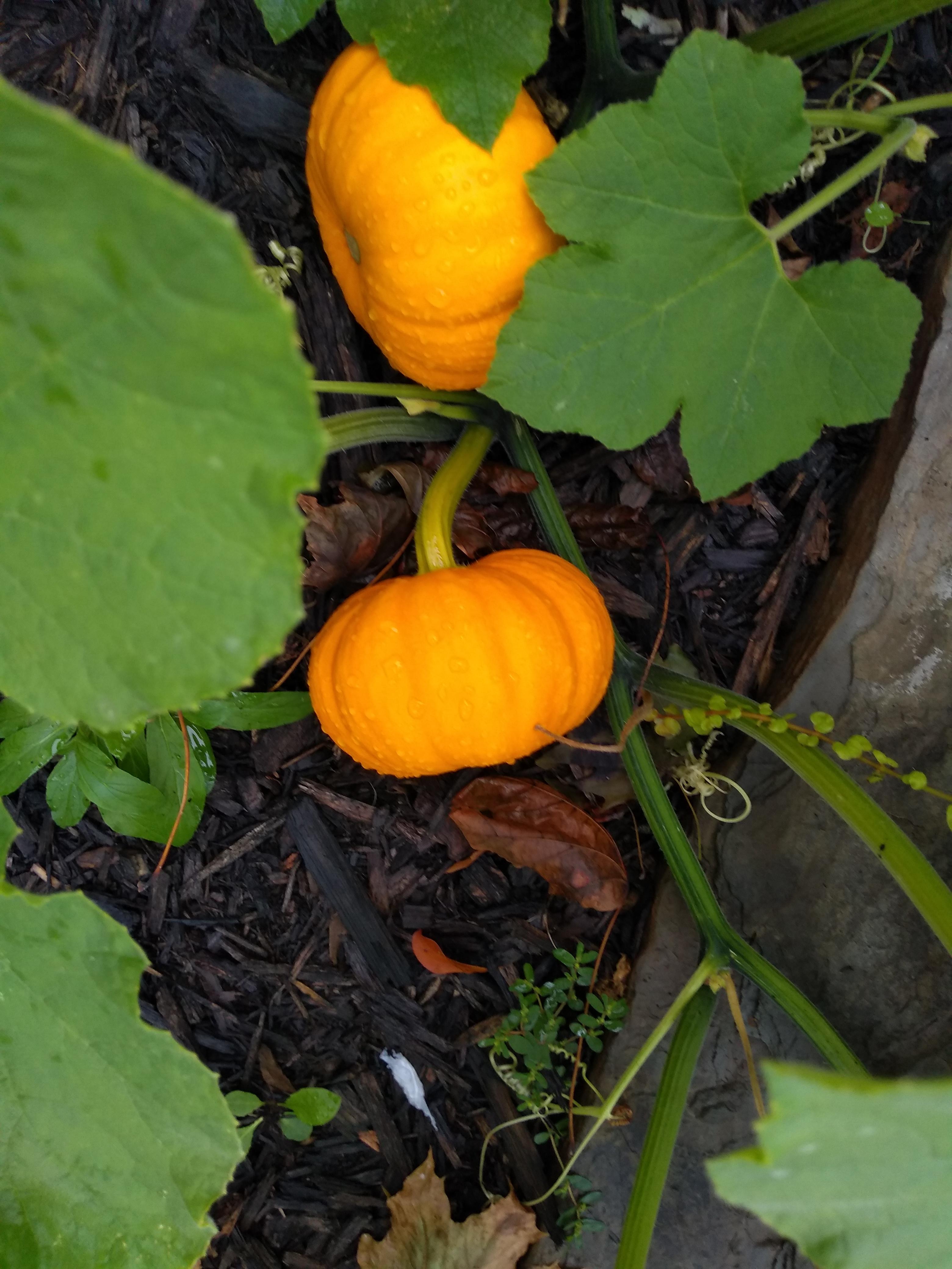 How to know when jack be little pumpkins are ready to be picked? r