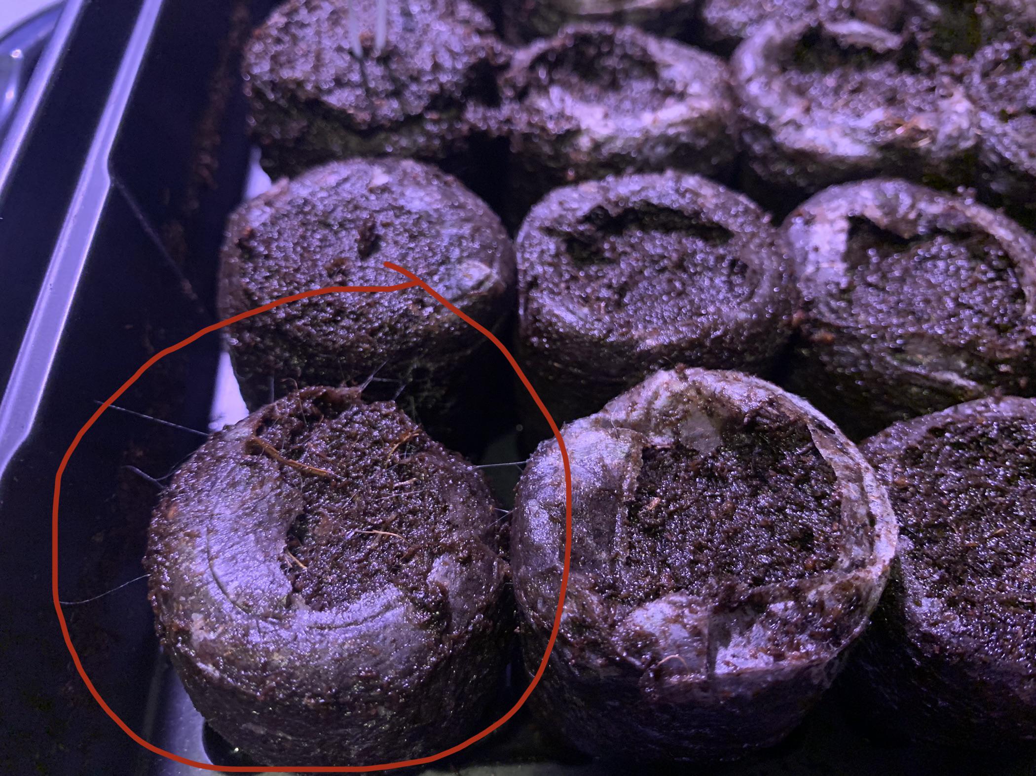 Jiffy Indoor seed starter kit. Only one of the peat moss pellets have