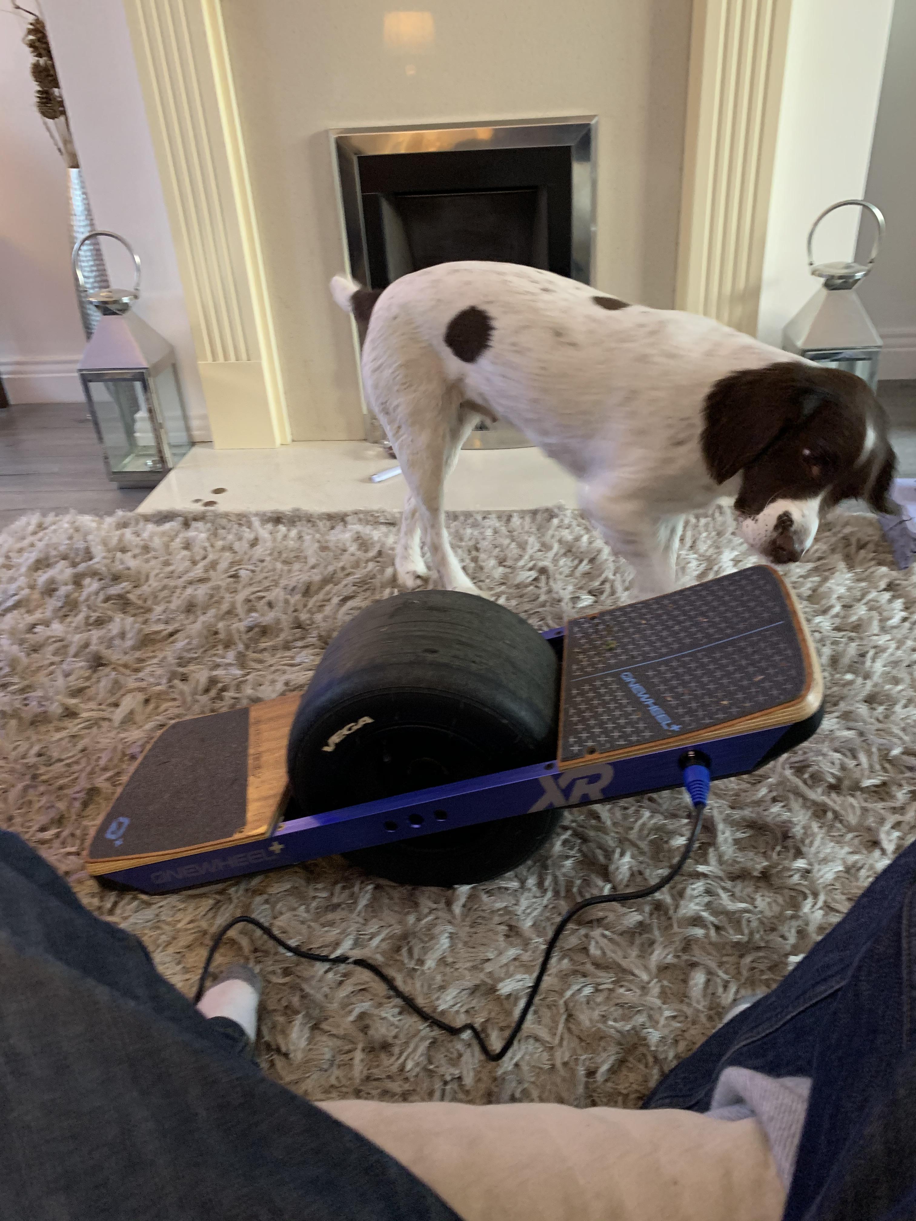 Just my dog an a Onewheel. r/onewheel