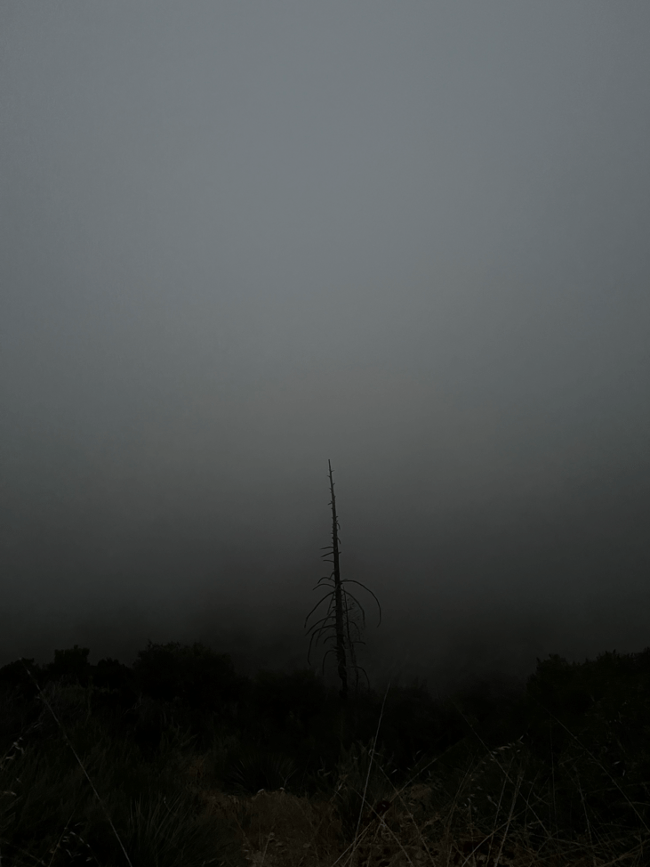 Best Altadena Posts Reddit