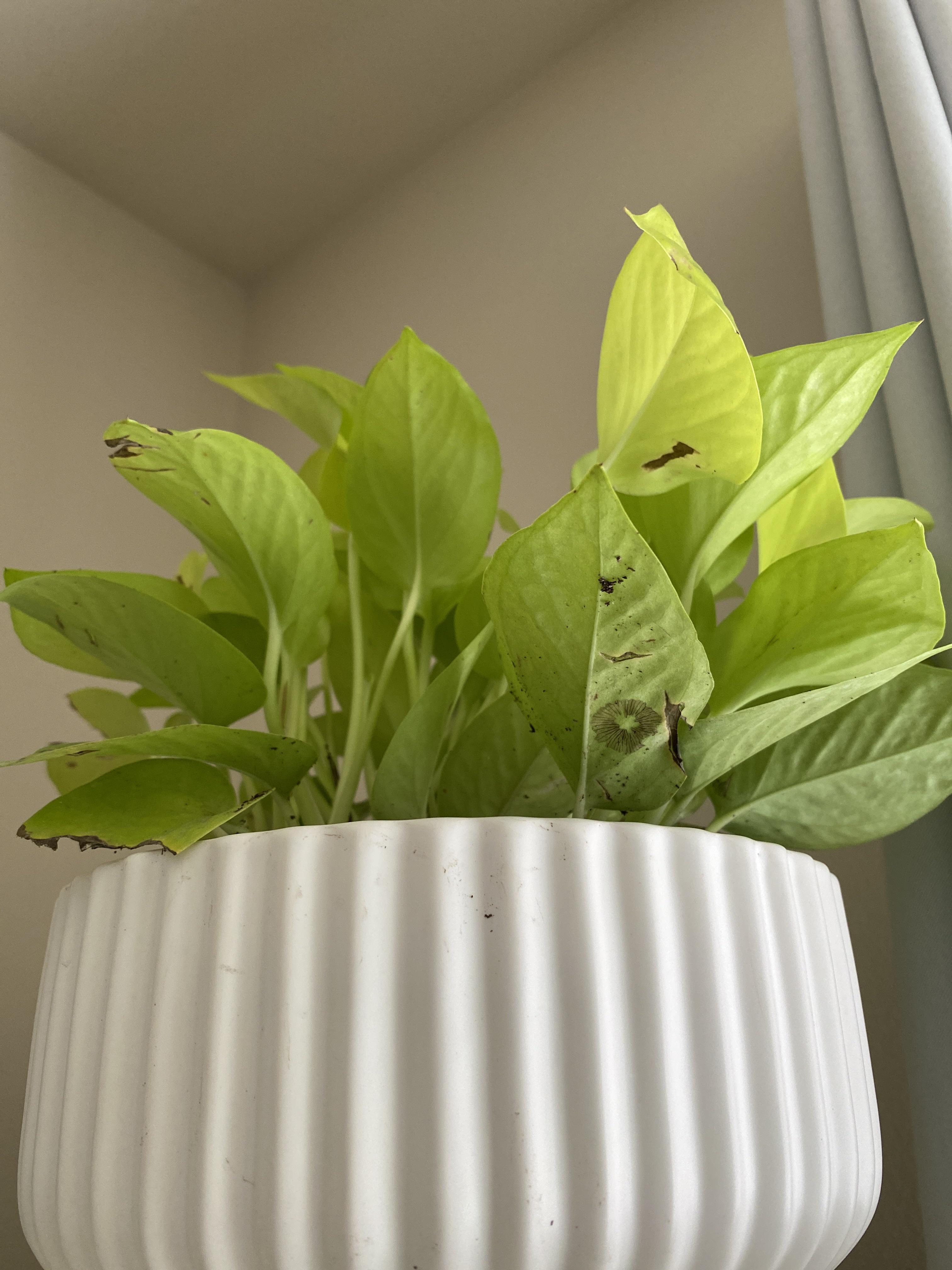 I got this Neon Pothos yesterday from Lowe’s and repotted it right away
