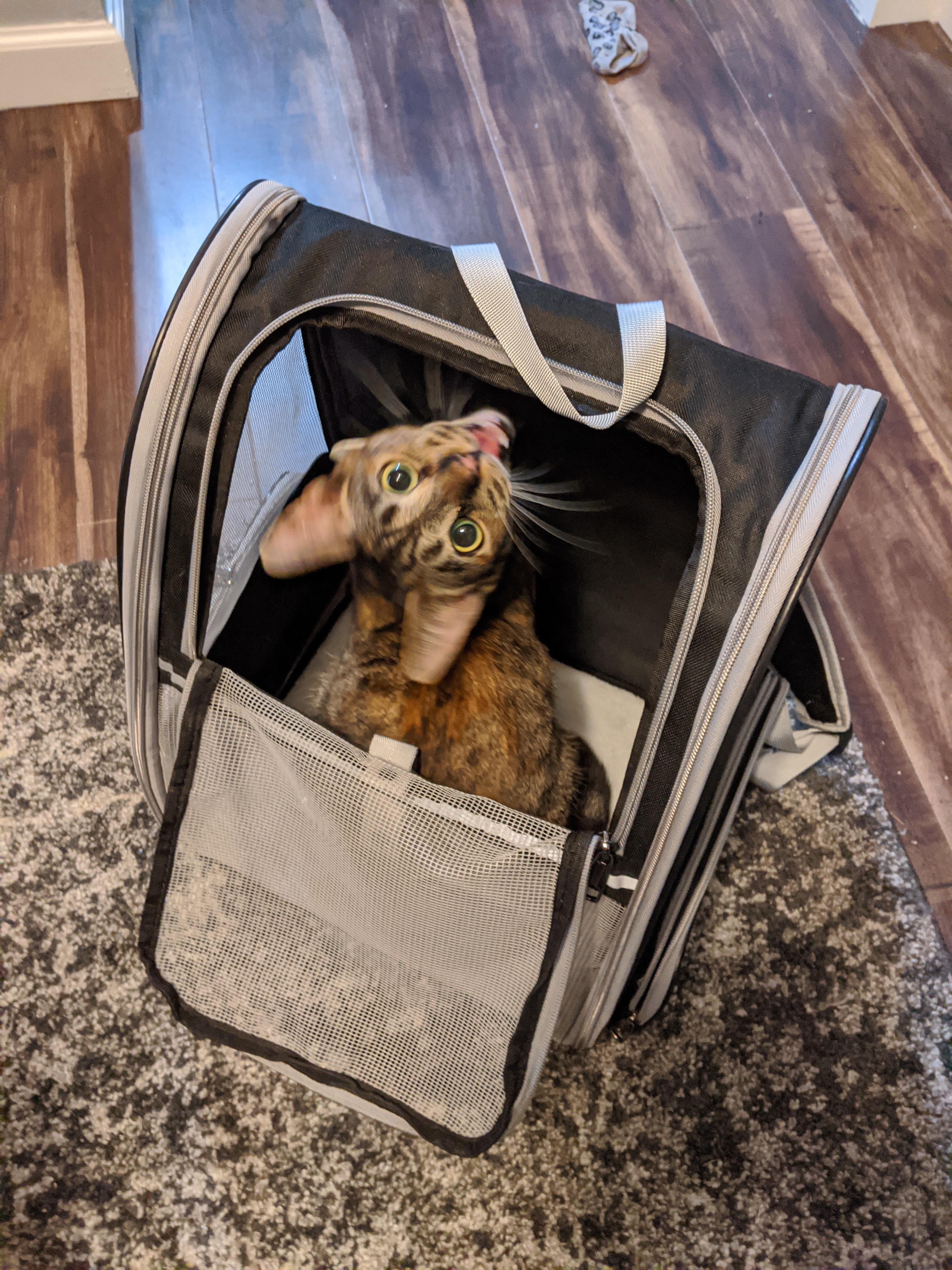 She got a cat backpack for Christmas. Unsure if she's
