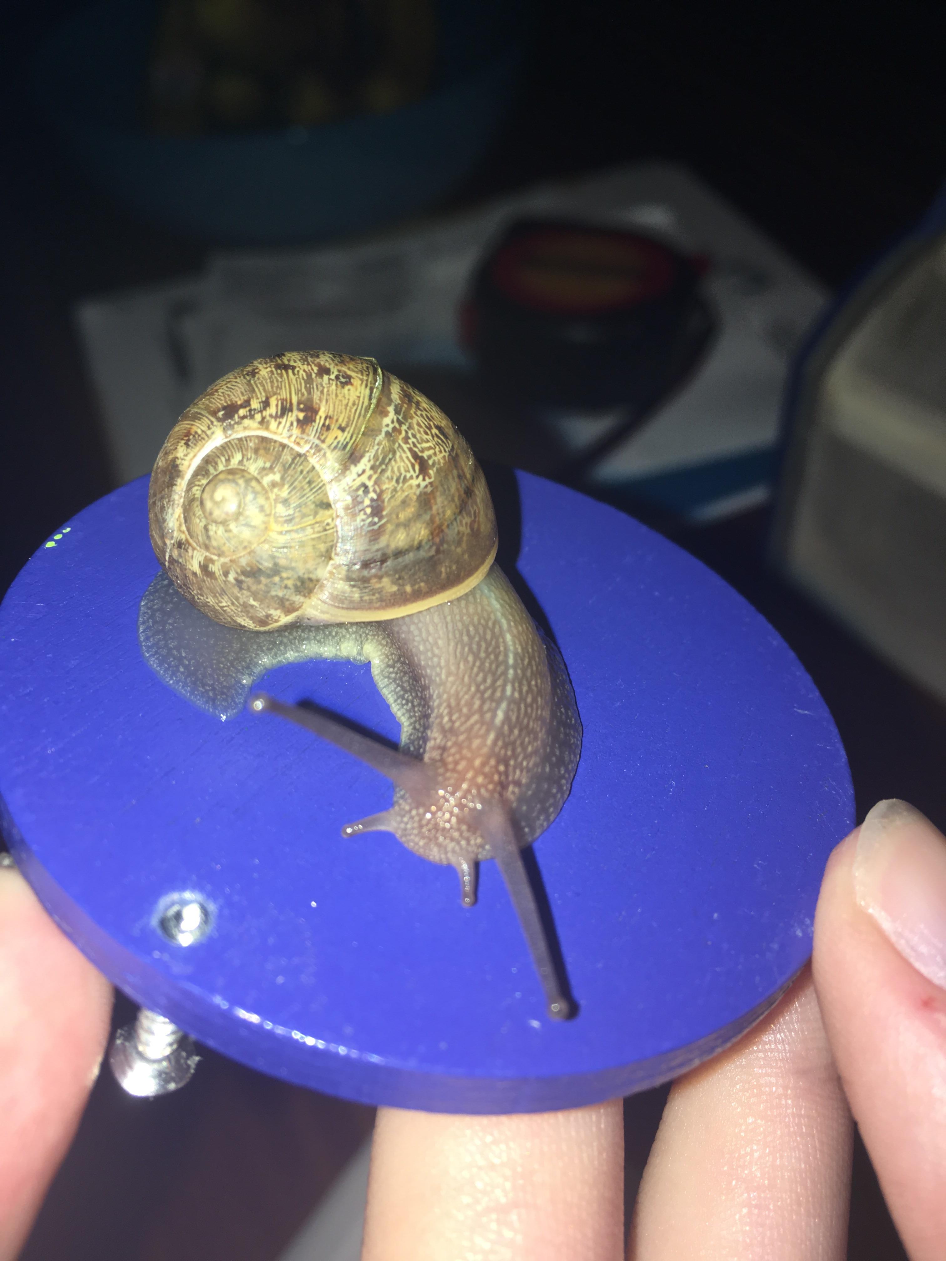 Why is my snail so big? Just this morning he was smaller, but now it