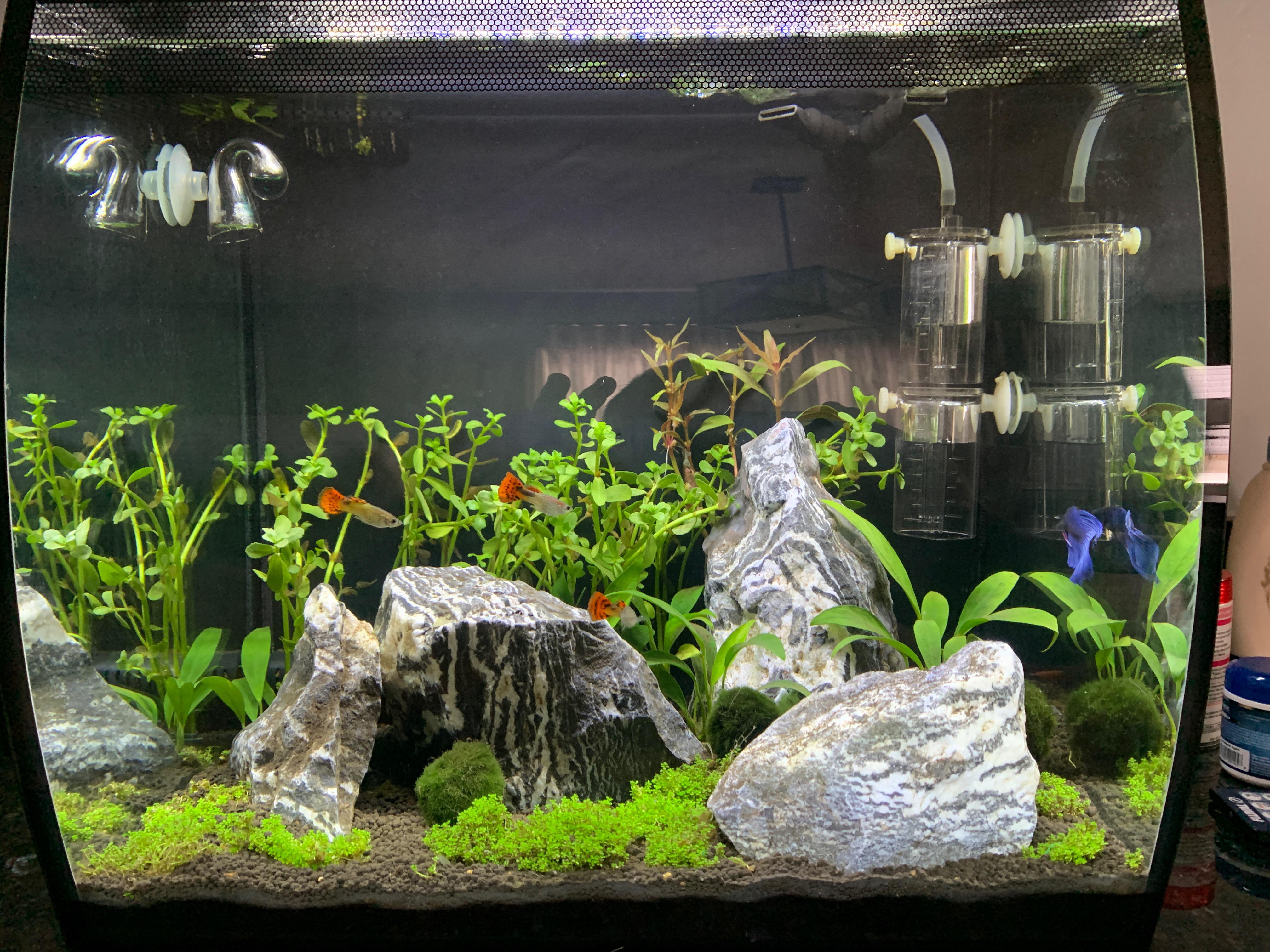 Help Chronically low KH and high GH r/aquarium
