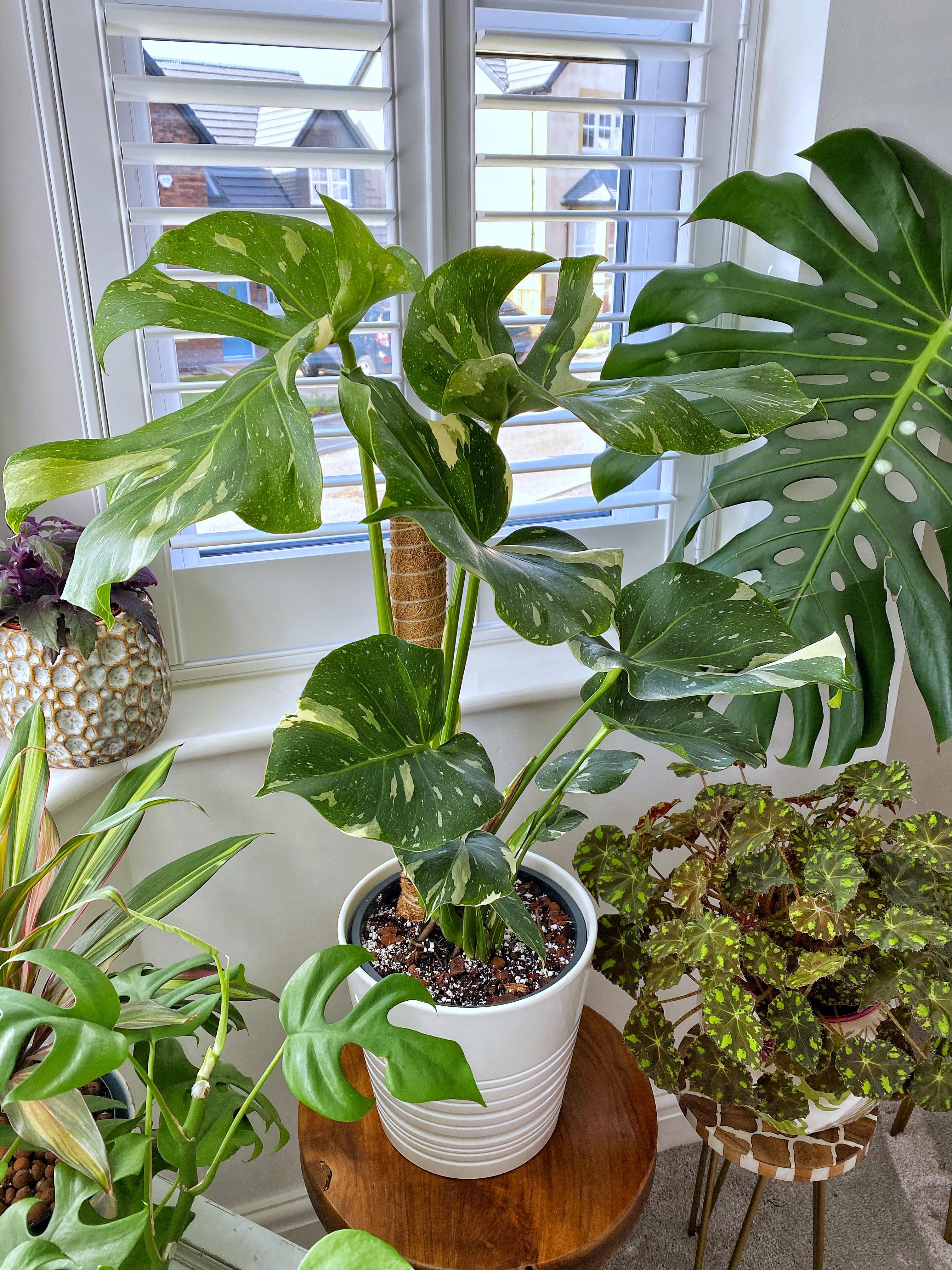 Can you let me know your experiences of importing plants from Thailand