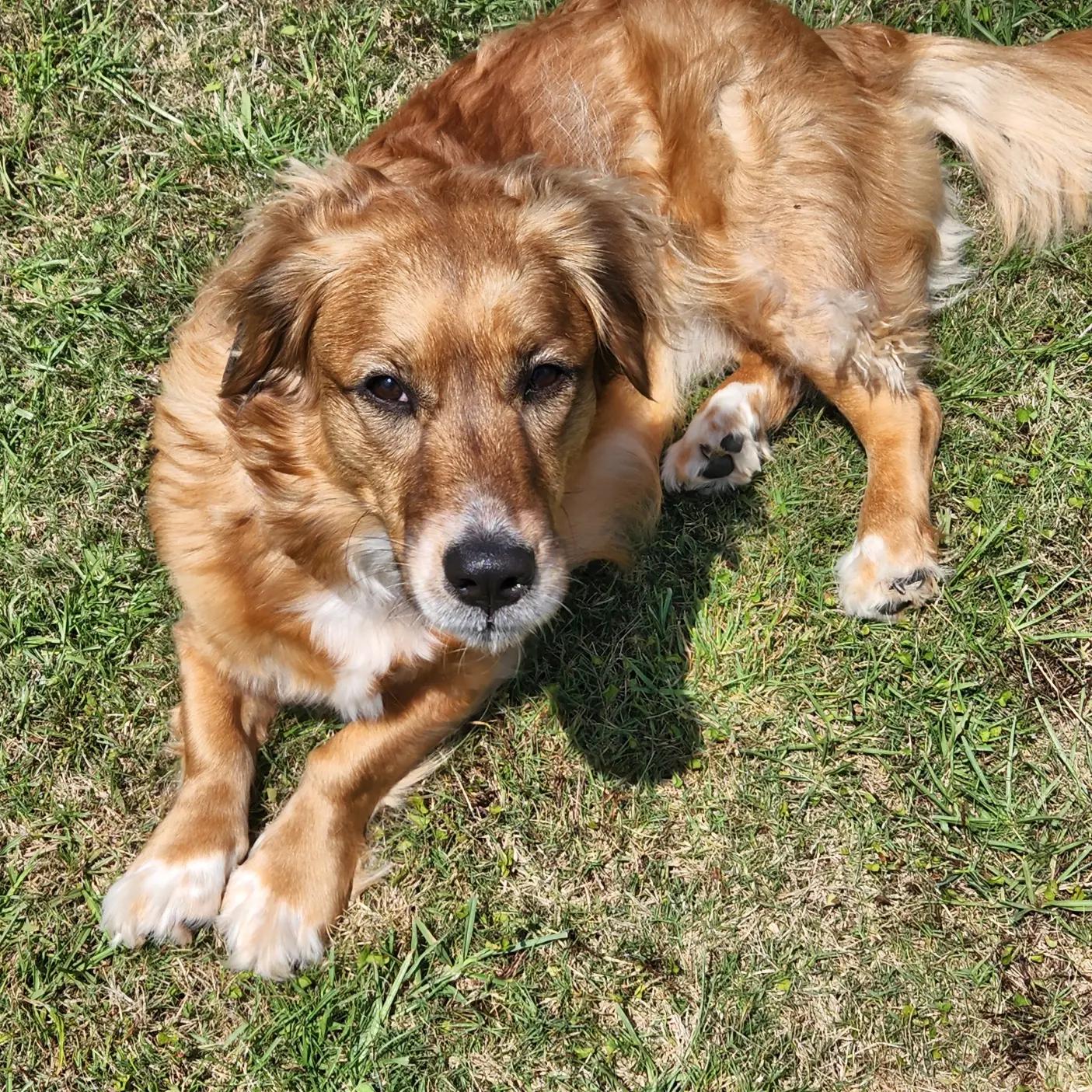 Here's my Golden Retriever/Basset Hound mix. Her name is Graham Cracker