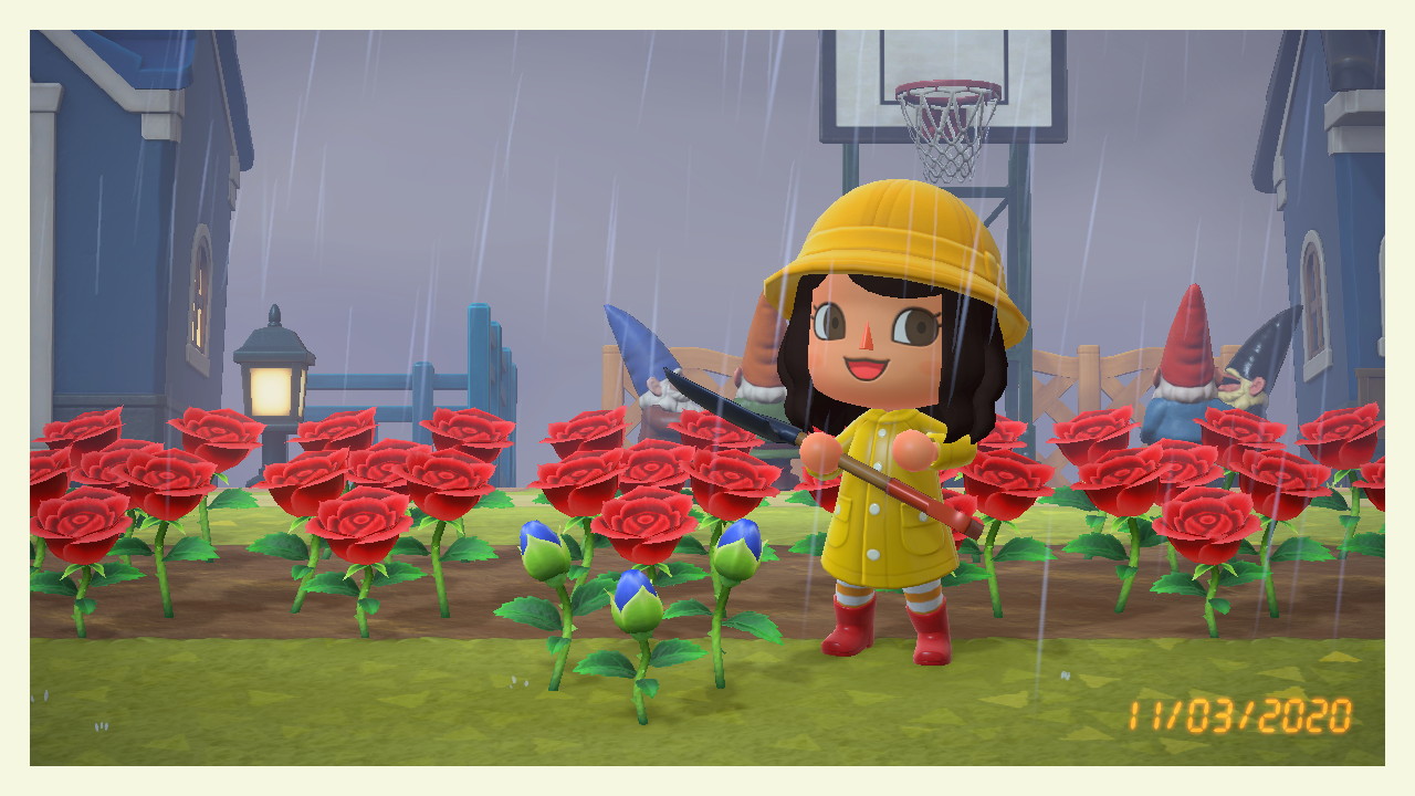 I finally got my first blue rose buds today! It's been months of