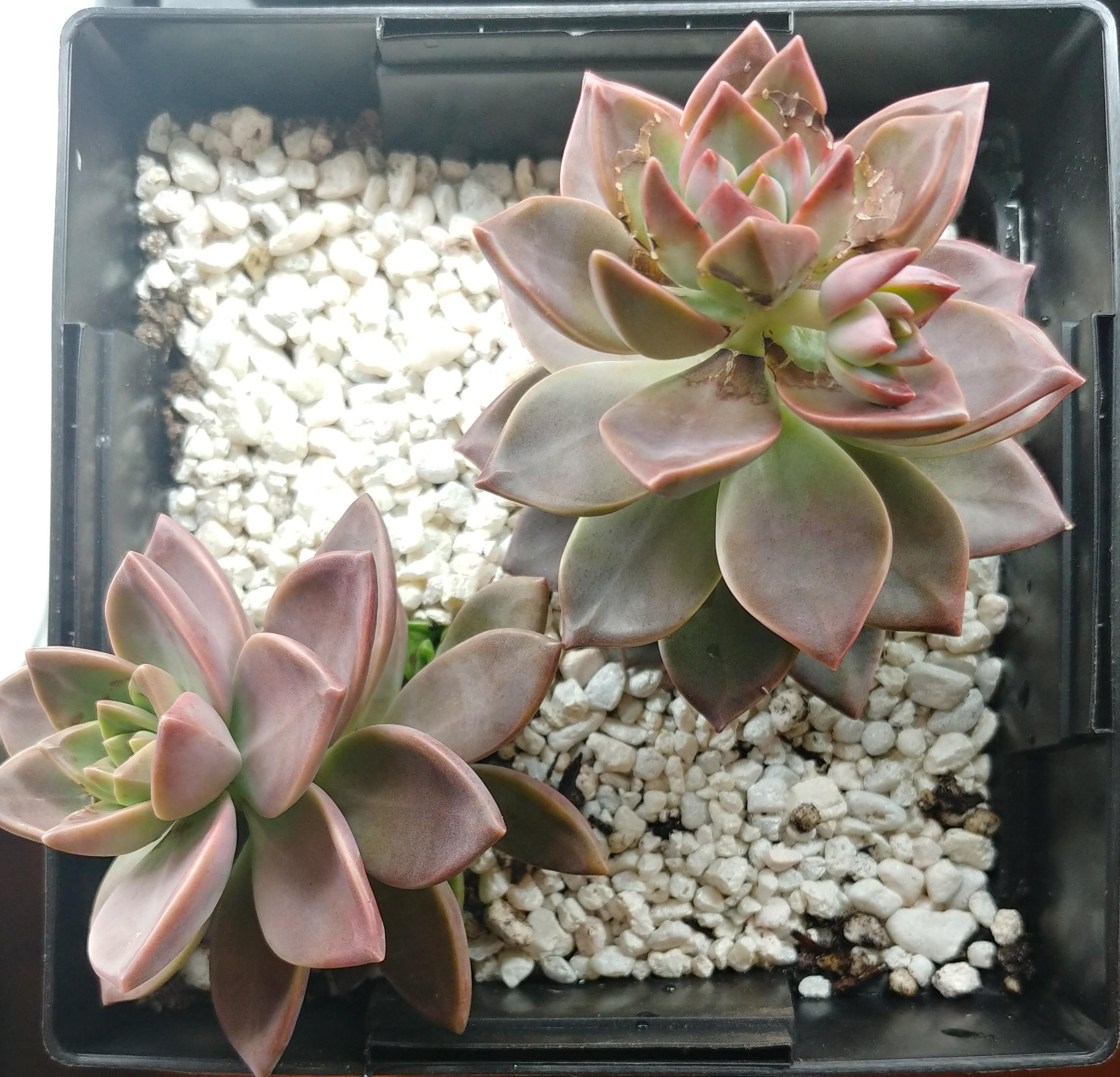 Followup on the isopropyl alcohol burn plant is still alive and