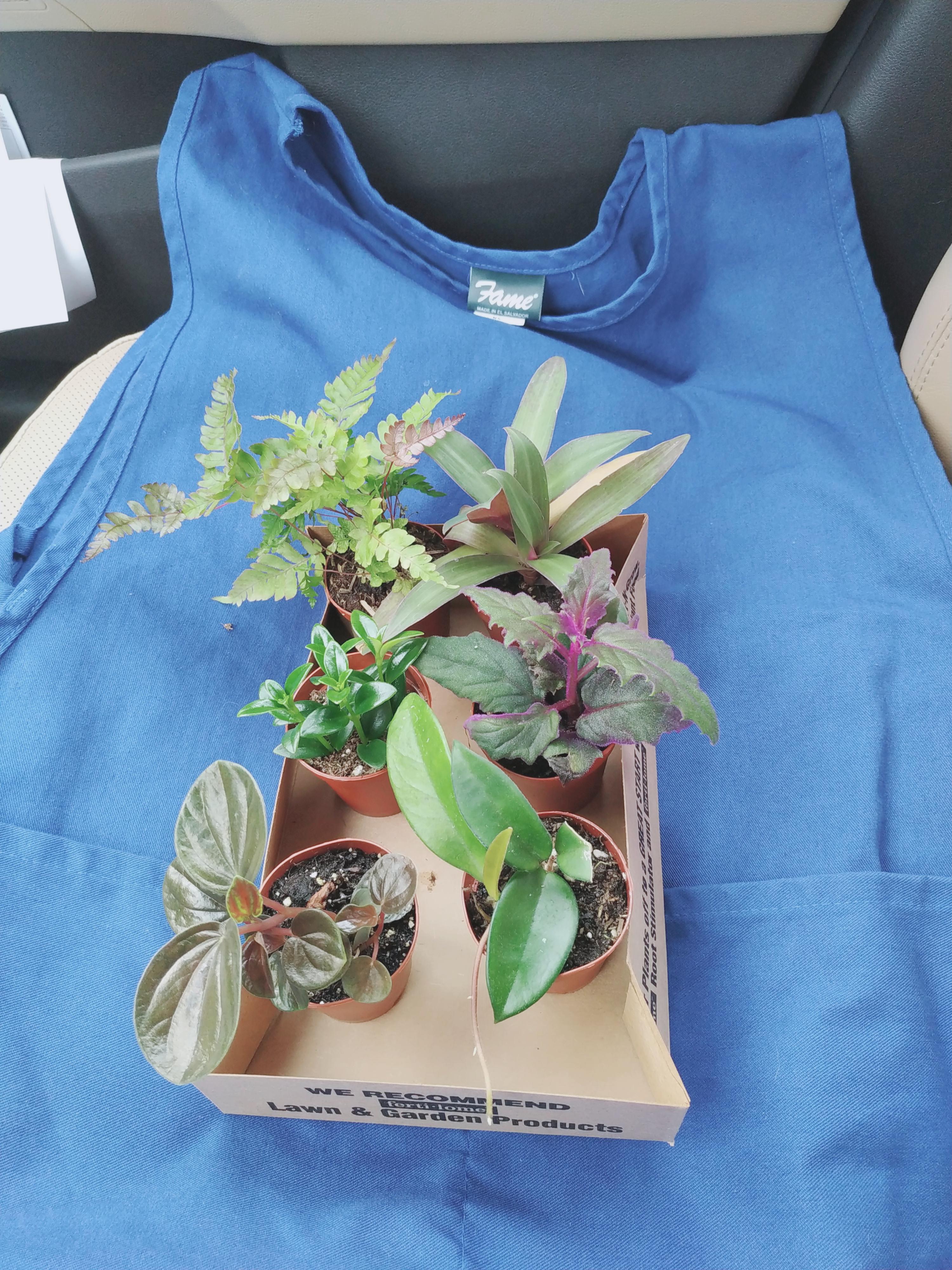 Got me some new babies today. 6 2inch itty bitty plants. 99 cents. Dont