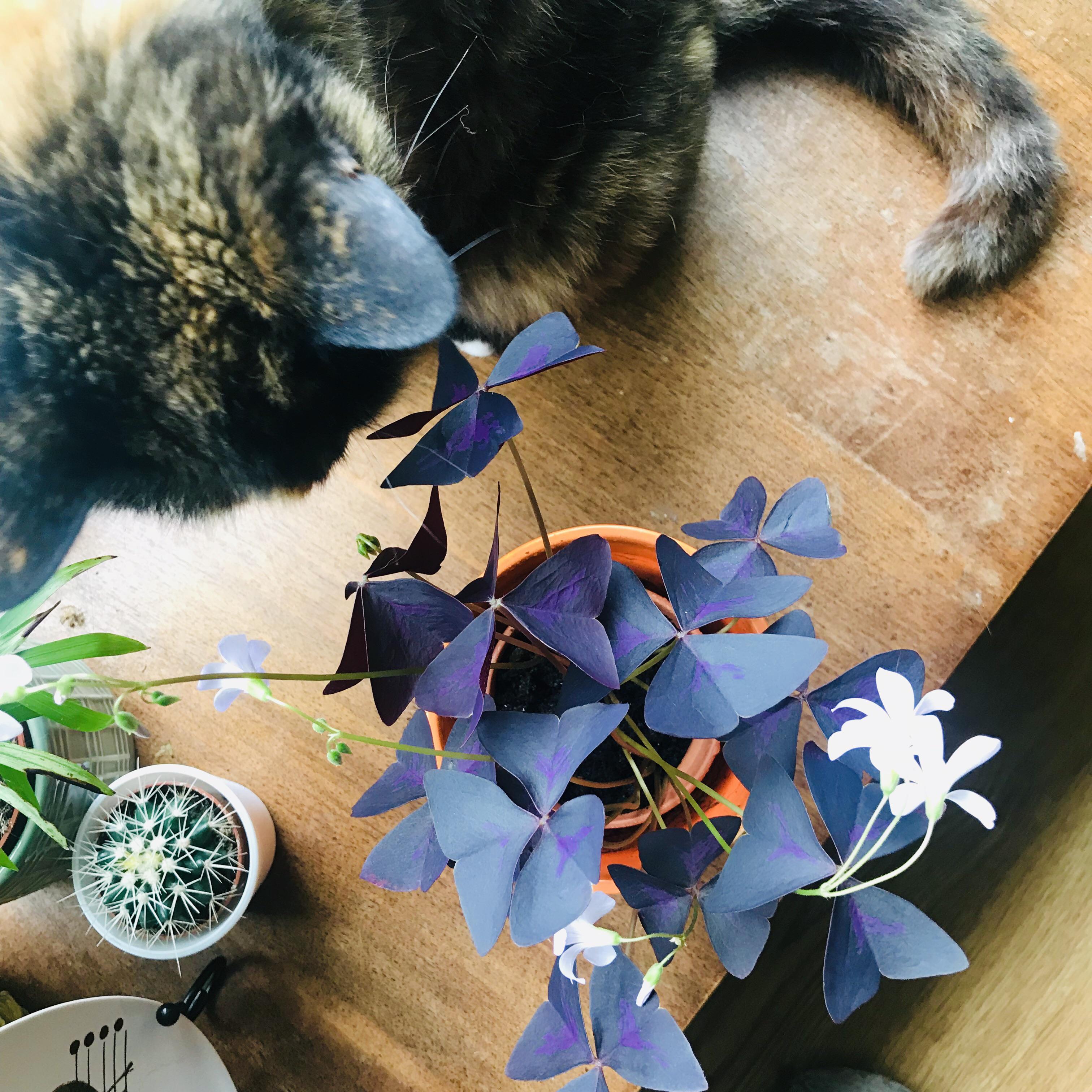 Is Purple Shamrock Poisonous To Dogs