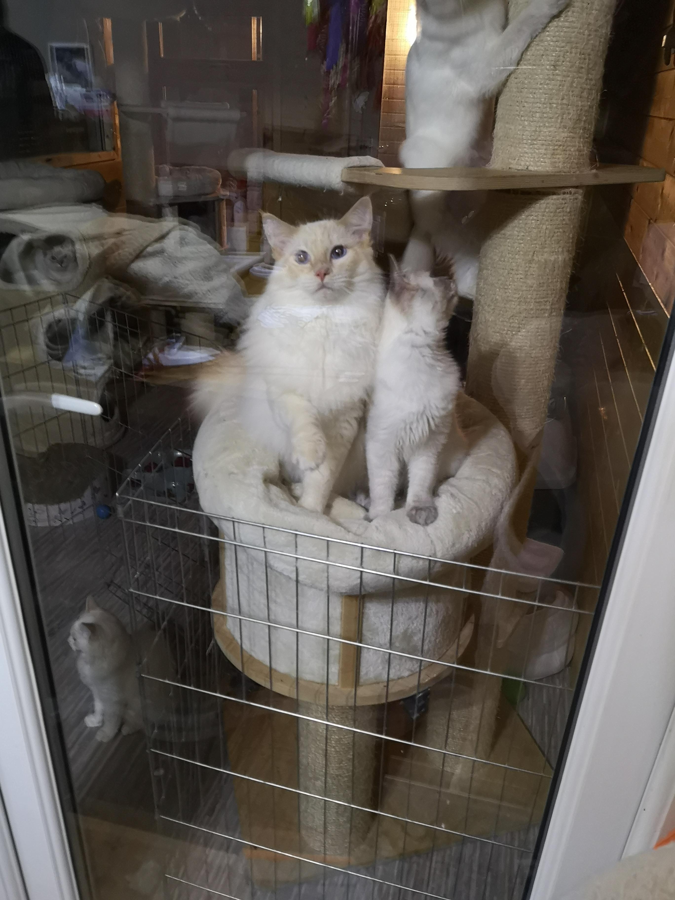 So i know a cat breeder r/aww