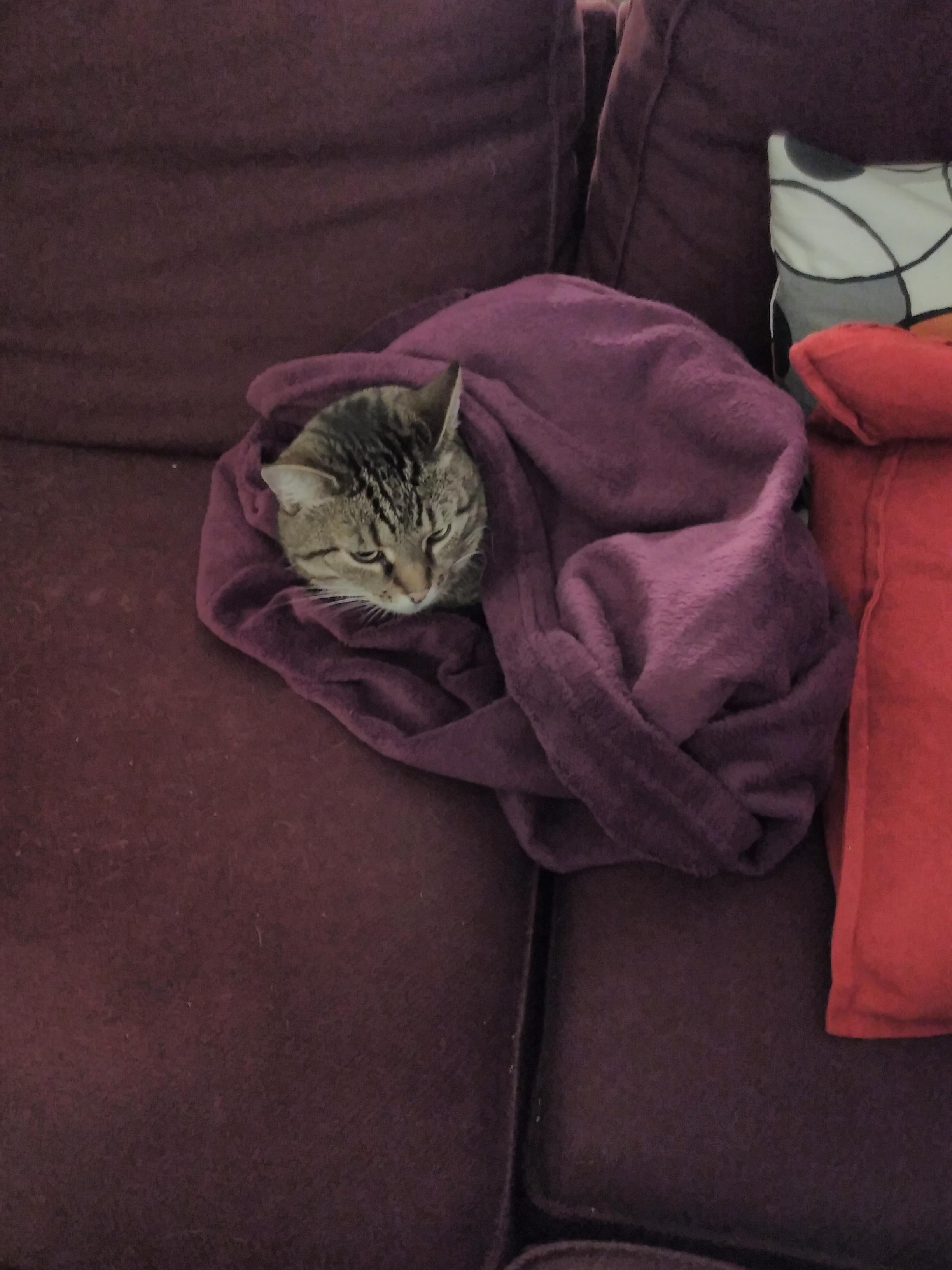 Cat burrito Sara in her fave blanket r/tuckedinkitties