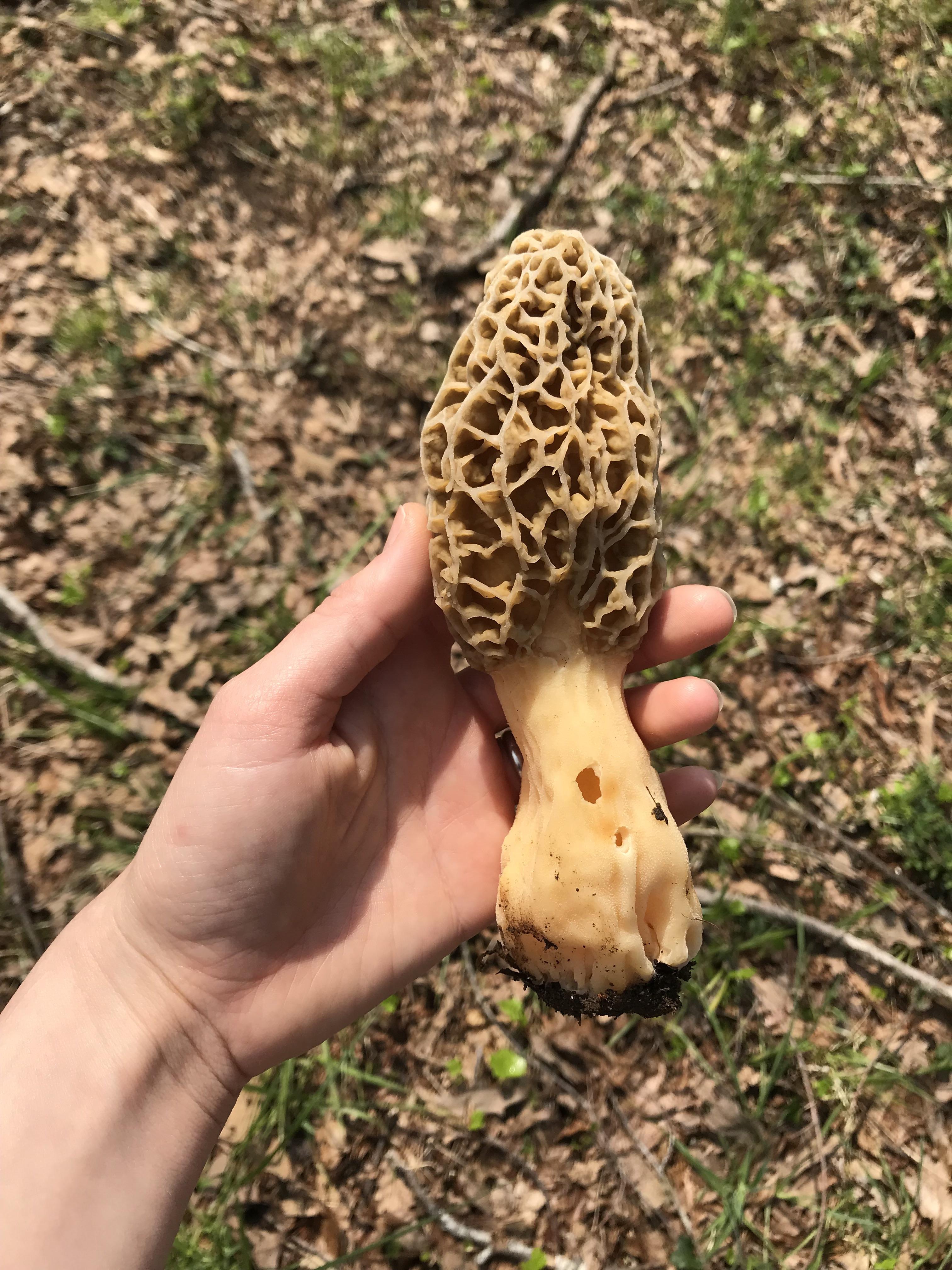 First morel of the season [WNC] r/CarolinaMushrooms