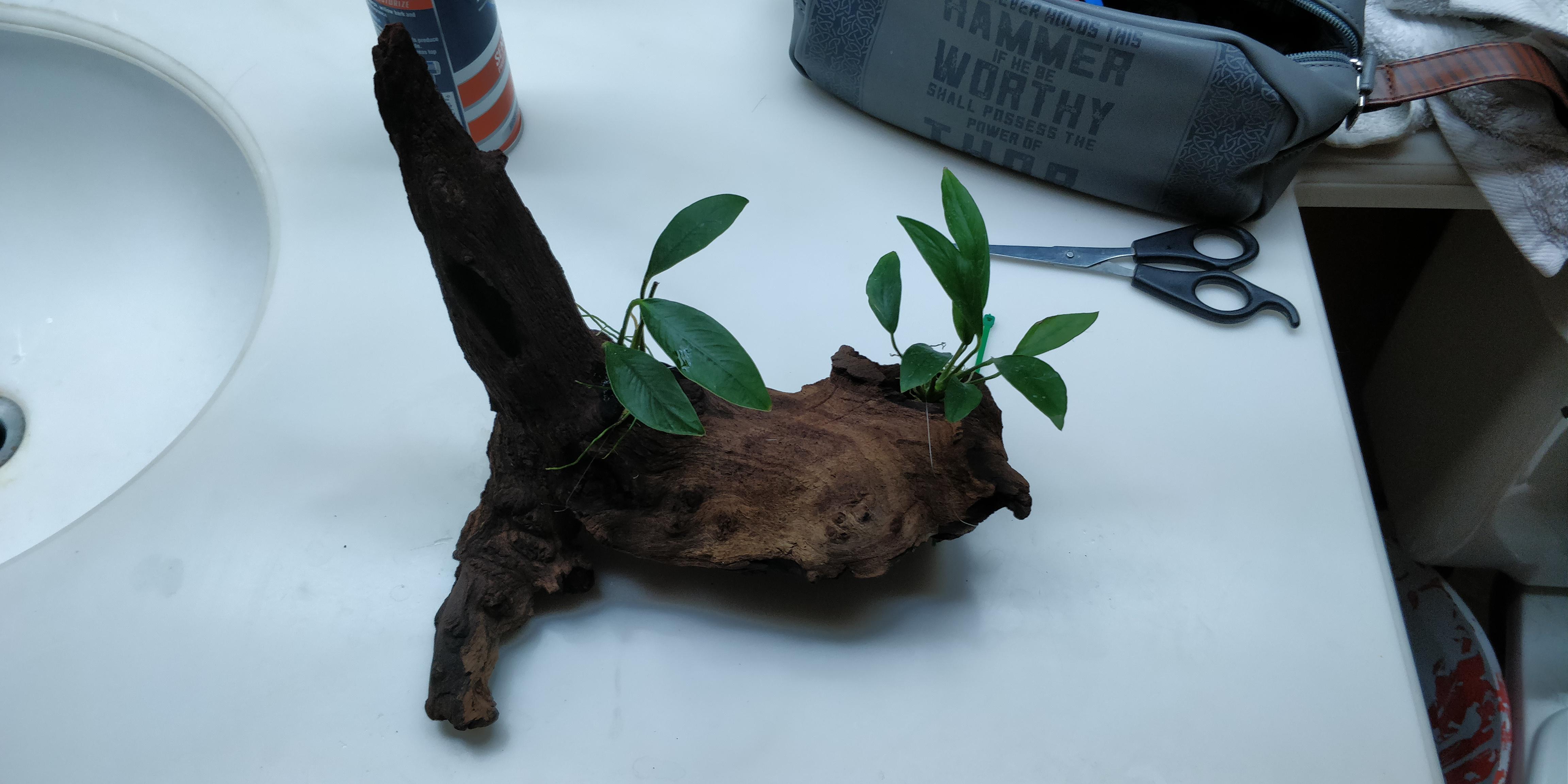 After weeks of soaking and boiling, I can finally add this piece to my