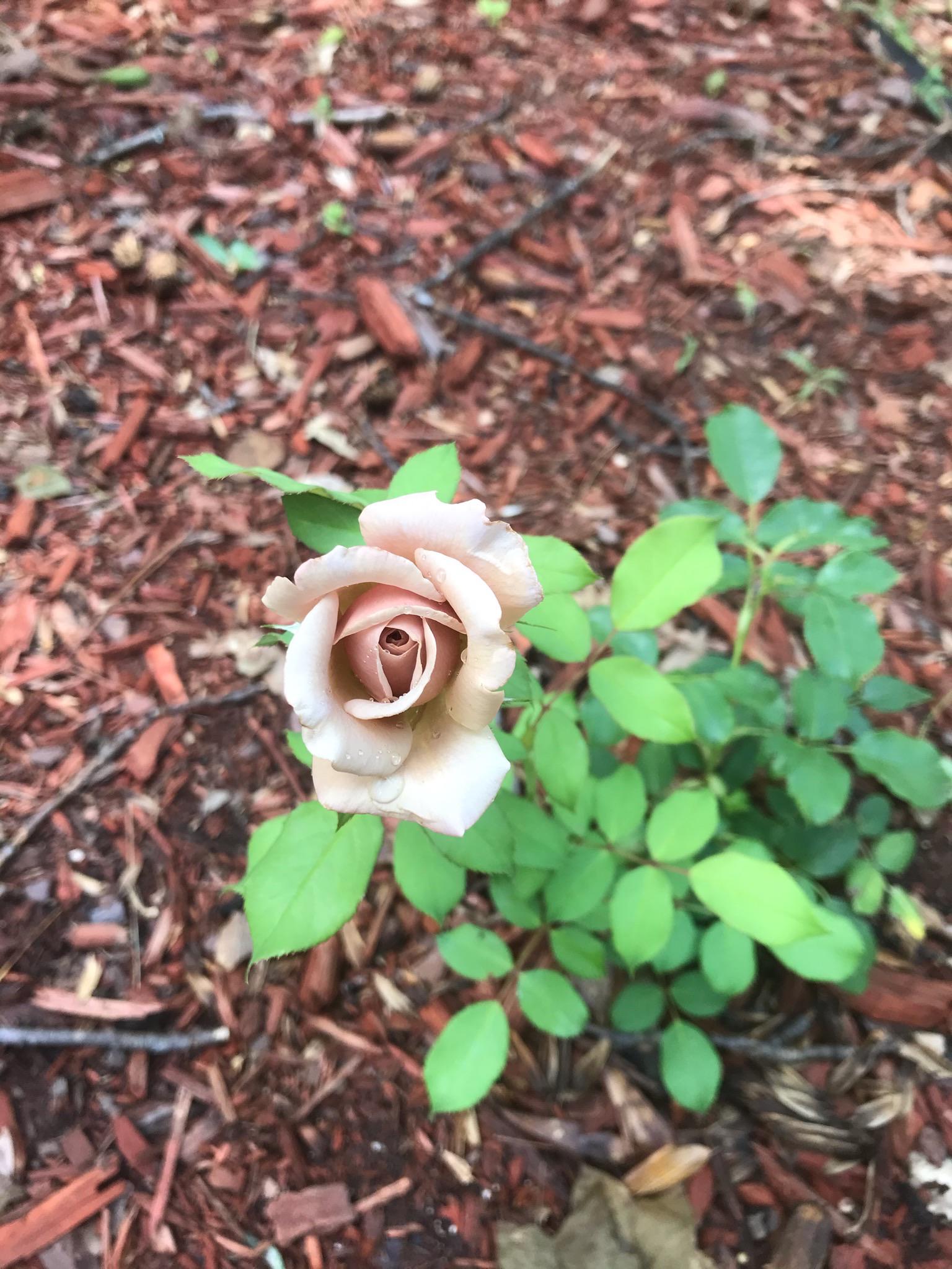 🚨Koko Loco Bloom Alert 🚨 Gave my sis the rose a few months ago and it’s