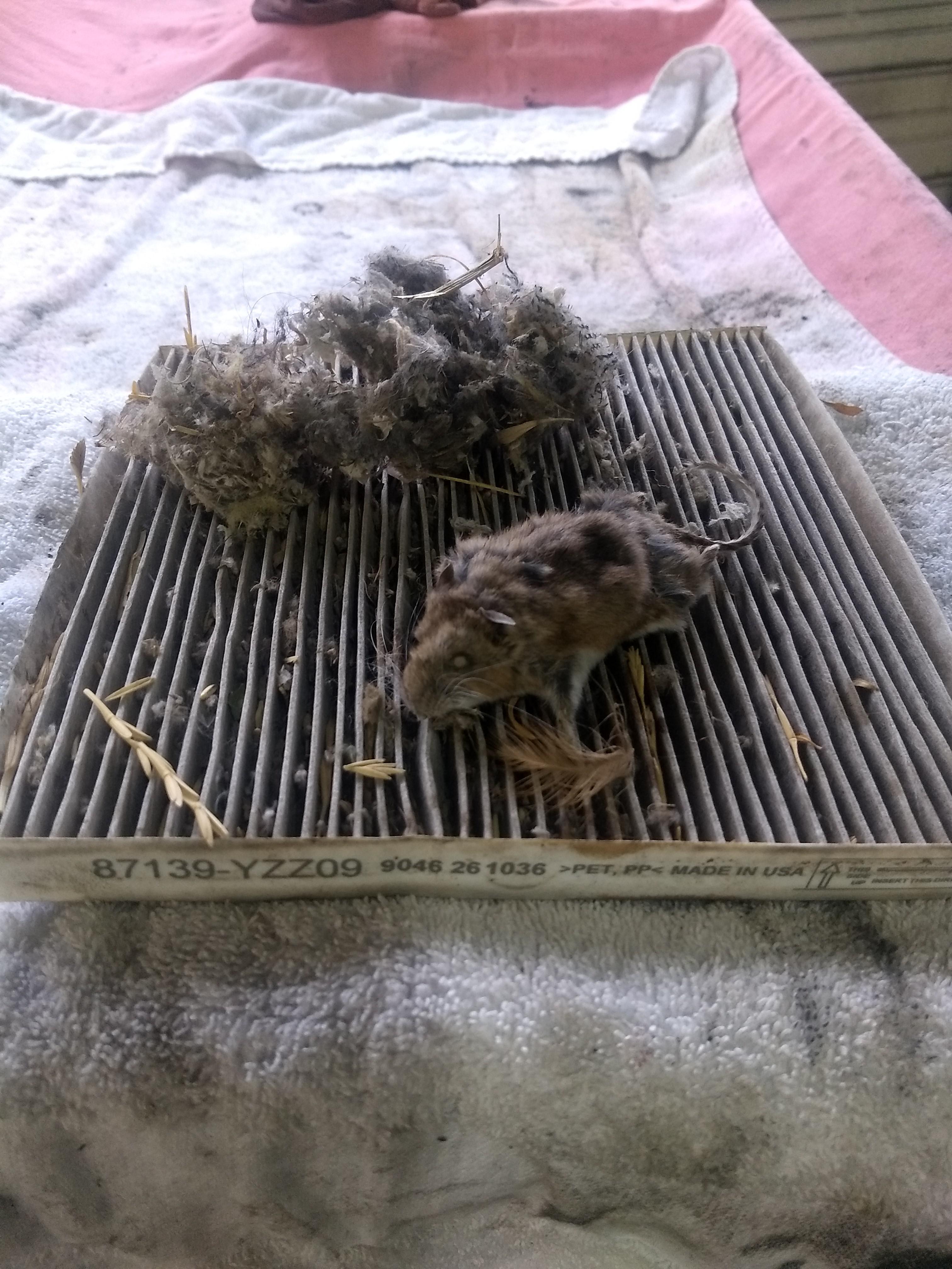 Toyotas new dead animal scented cabin air filters