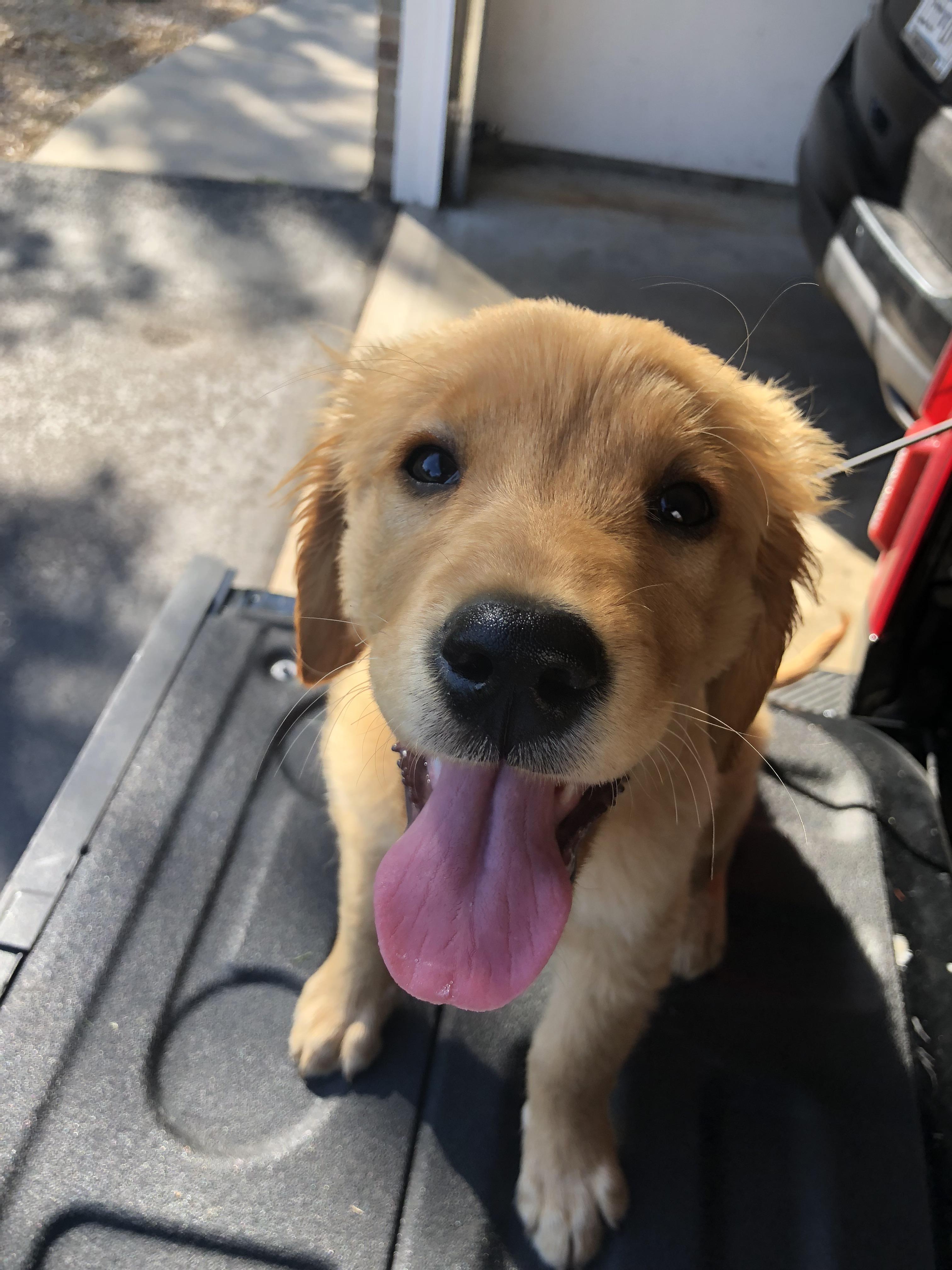 Golden Retriever. Girl. Please name me ) r/NameMyDog