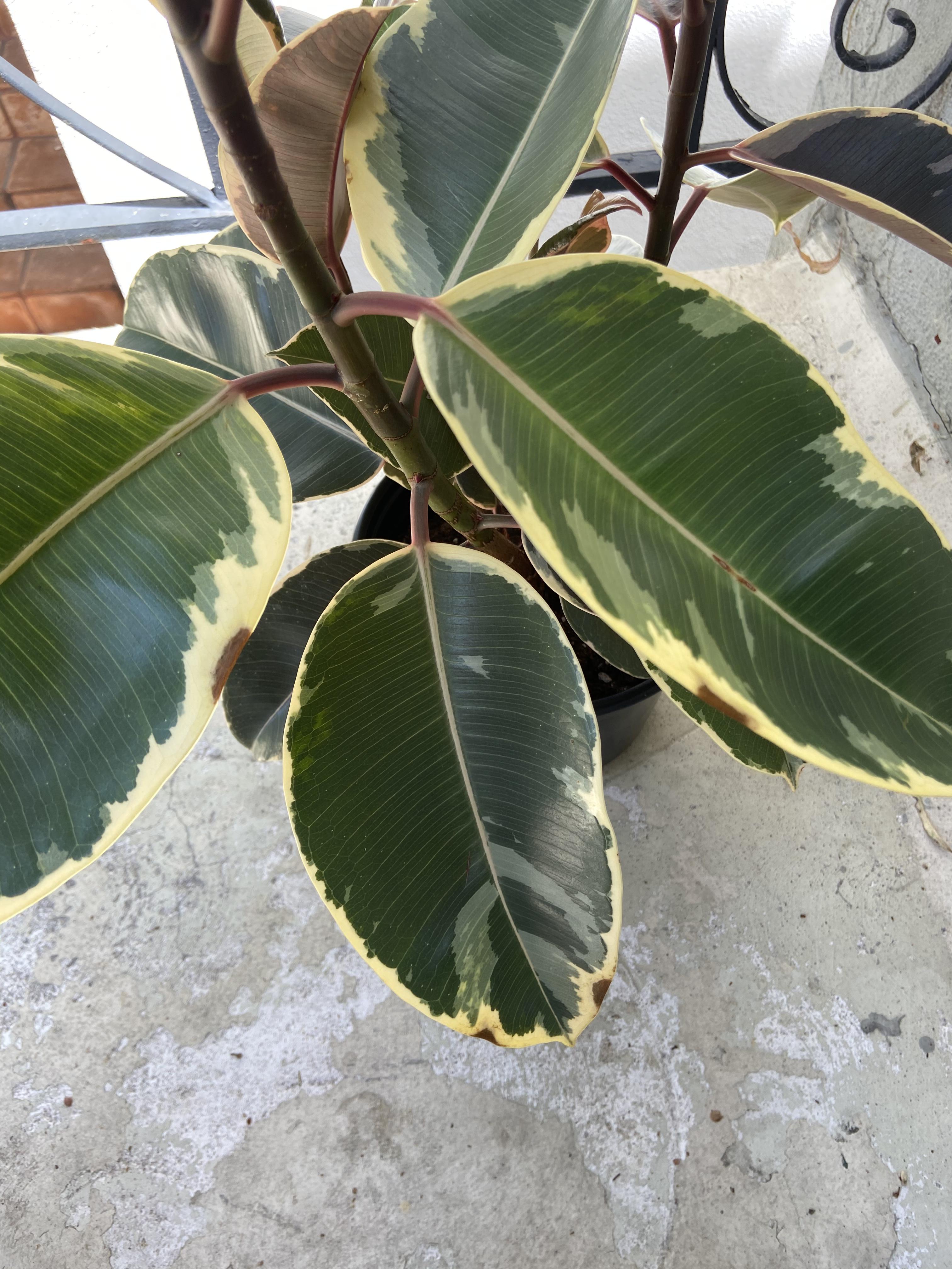 Help! Variegated Rubber Plant Getting Brown Spots on Edges of Leaves