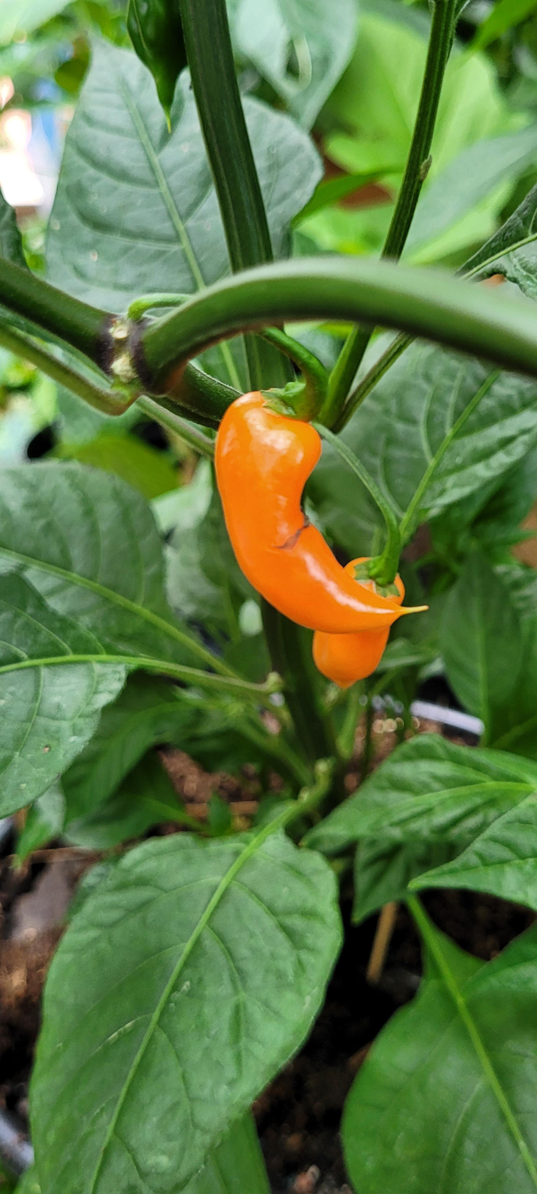 Yummy hot paper lantern r/GrowingPeppers