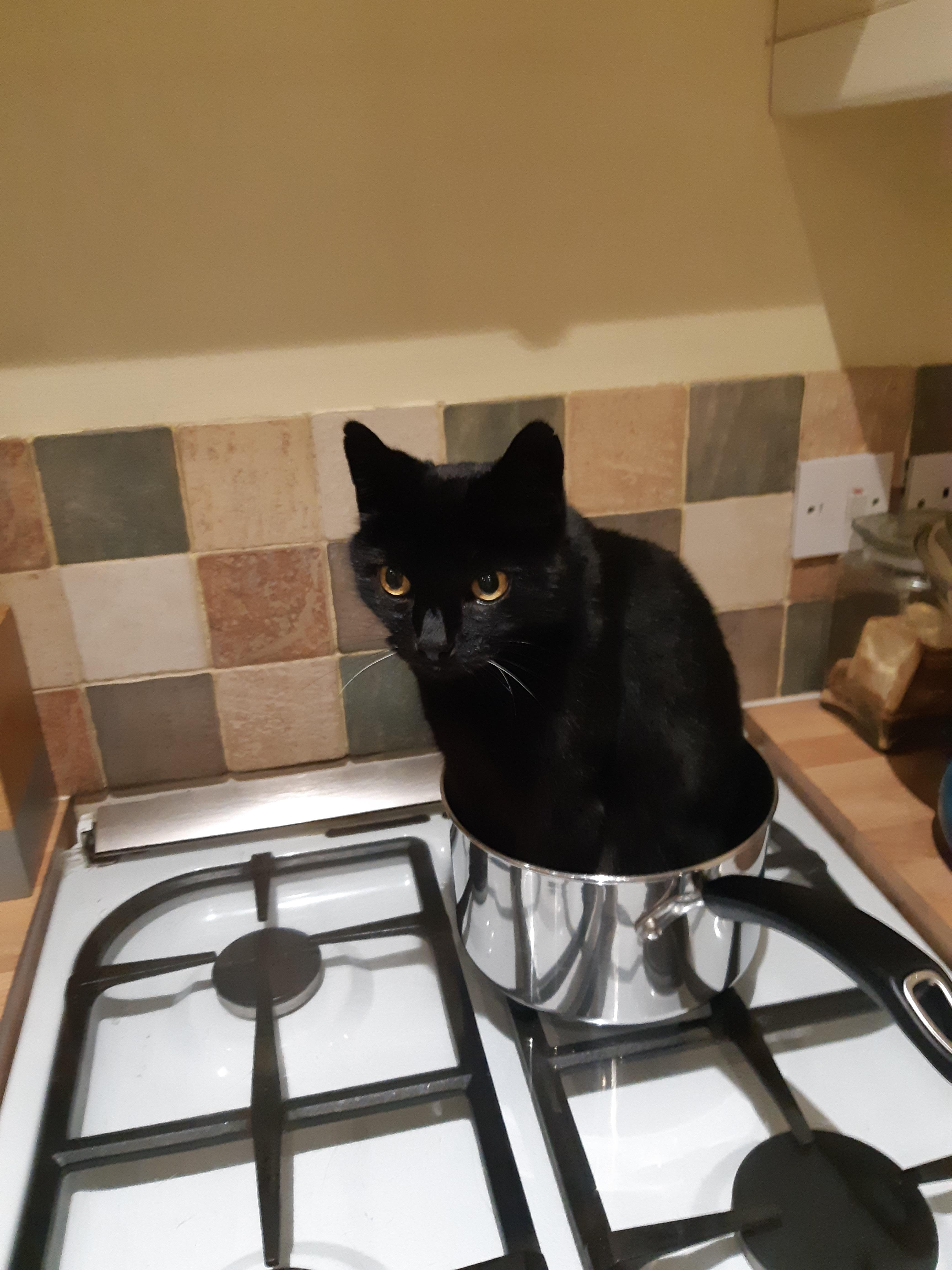 Cat in a pan r/TheCatTrapIsWorking