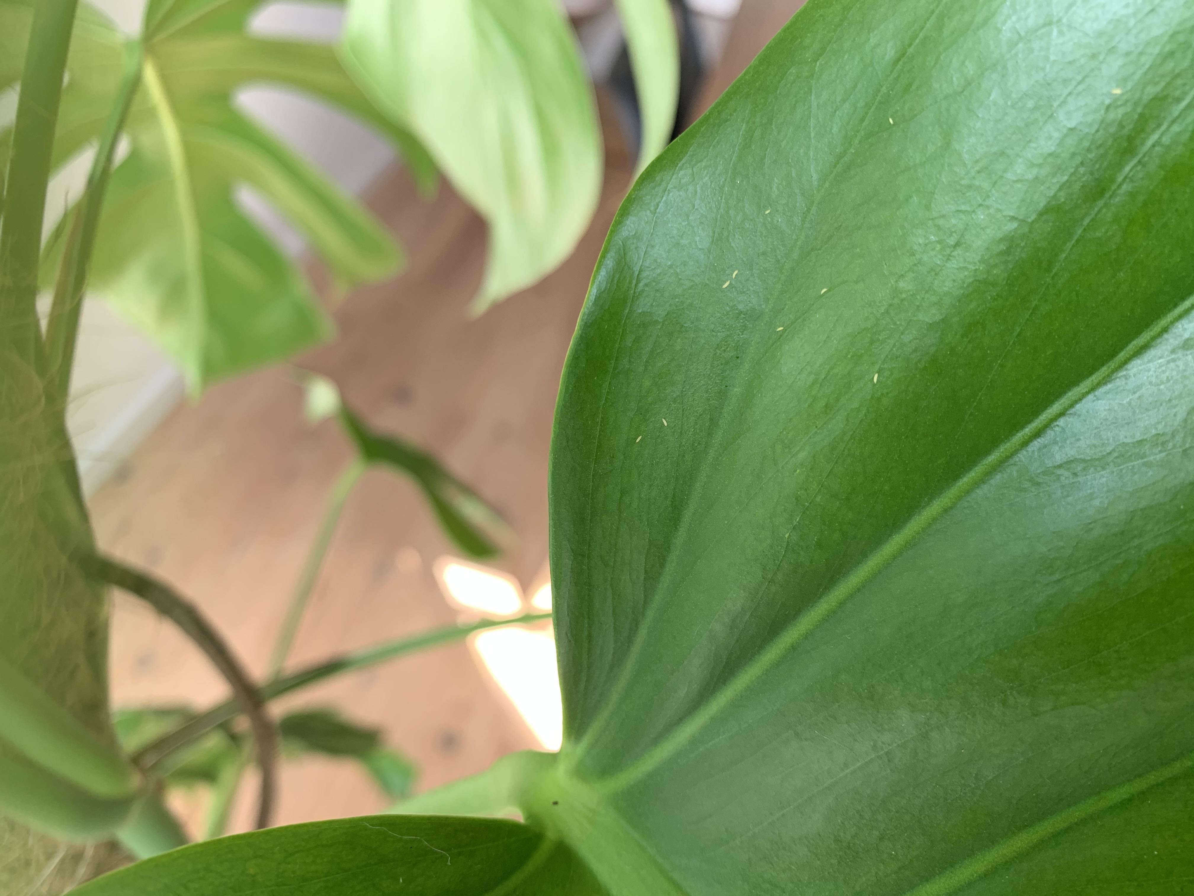 These bugs are ruining my beautiful monstera. How do I get rid of them? r/plantclinic