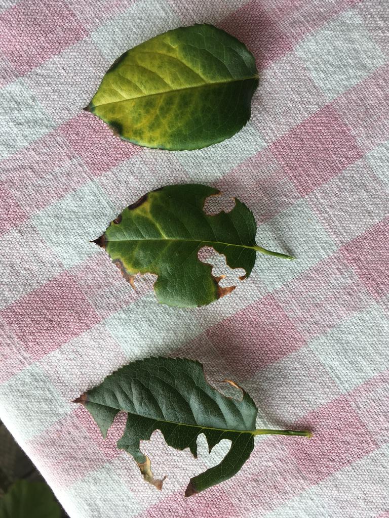 Why are the leaves of my rose yellowing? r/plantclinic