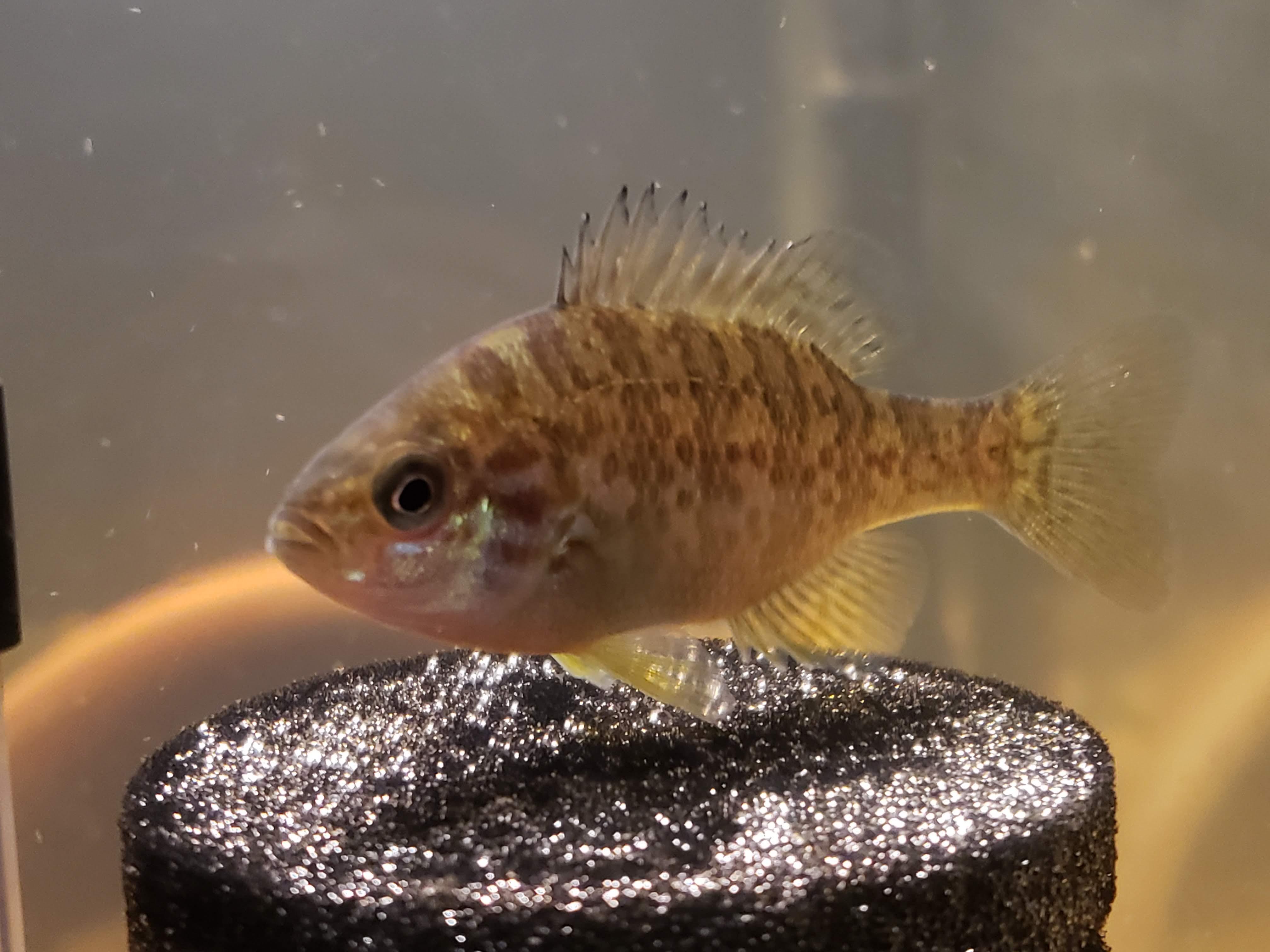 Help with ID of this fish, i have narrowed it down to Pumpkin Seed