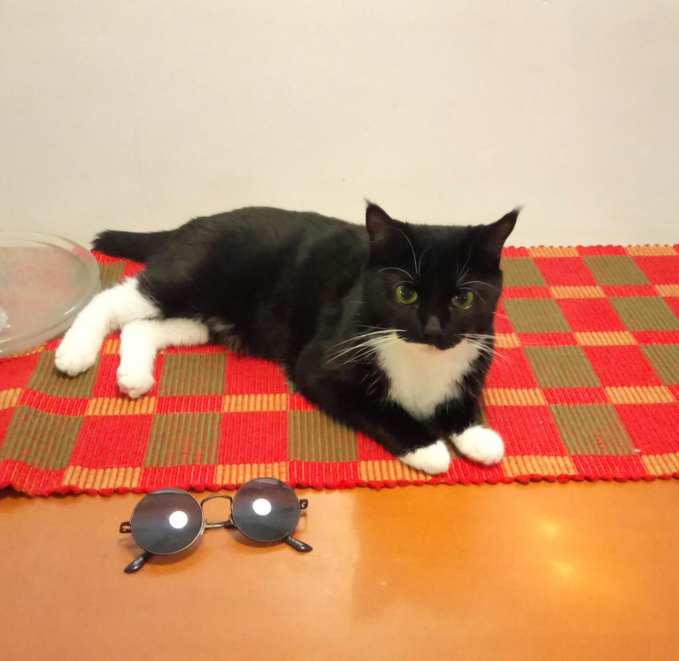 Black Kitten With White Paws