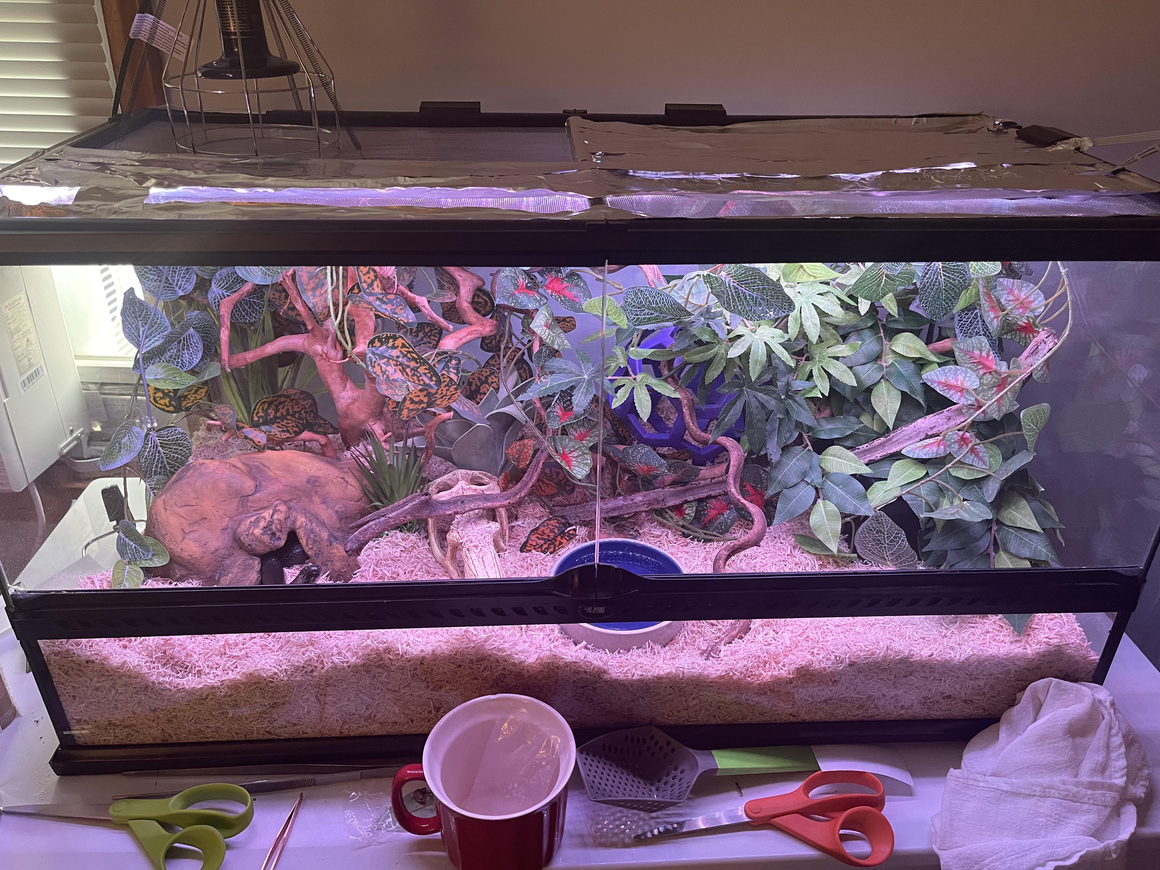 New home who dis? r/kingsnakes