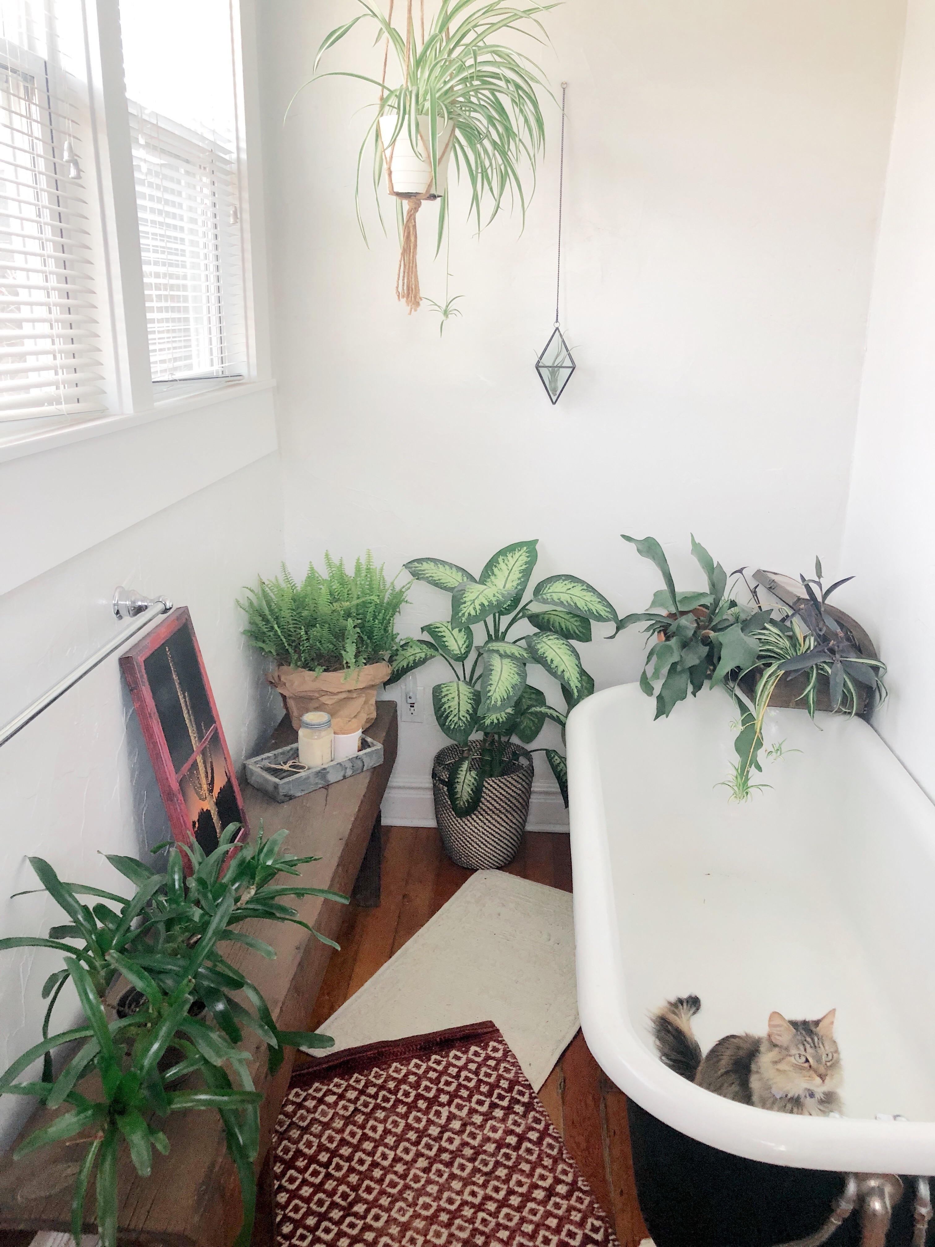 When you finally get a bathroom with windows so naturally you have to get more plants... r