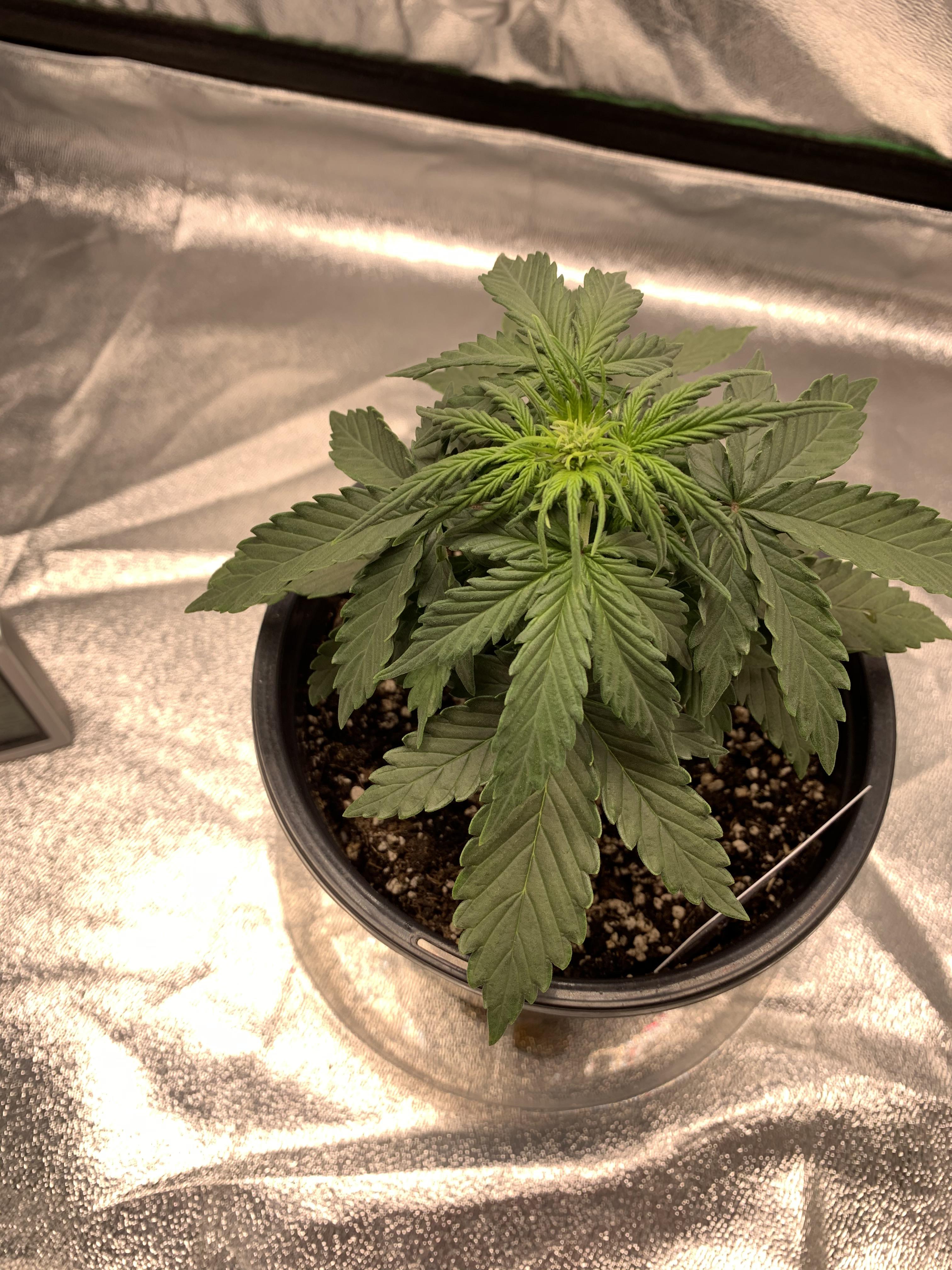 Are 1 gallon pots for the entire grow worth it? It’s all for fun so who