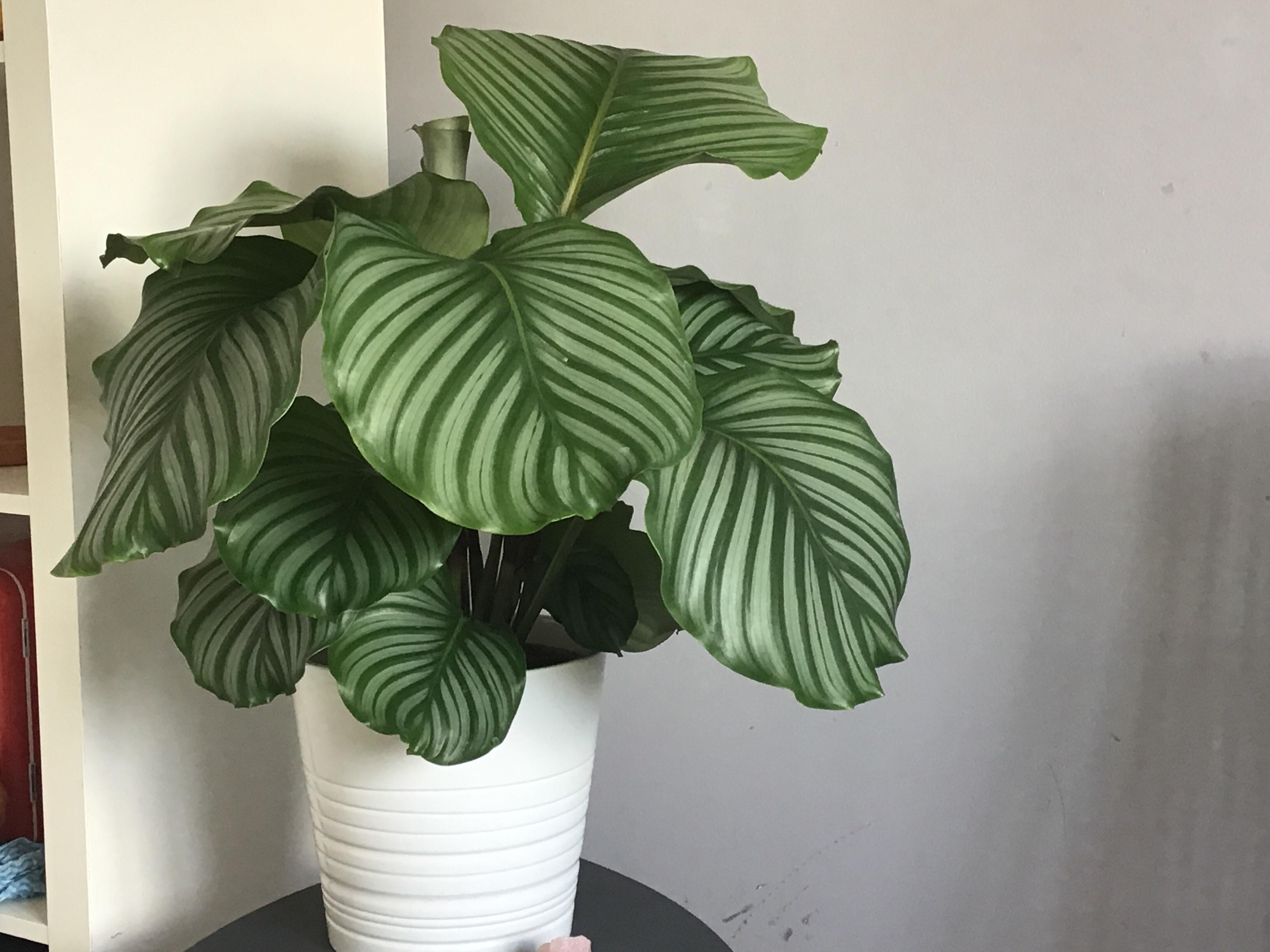 Is my Calathea drooping? I have a humidifier, it’s around four feet