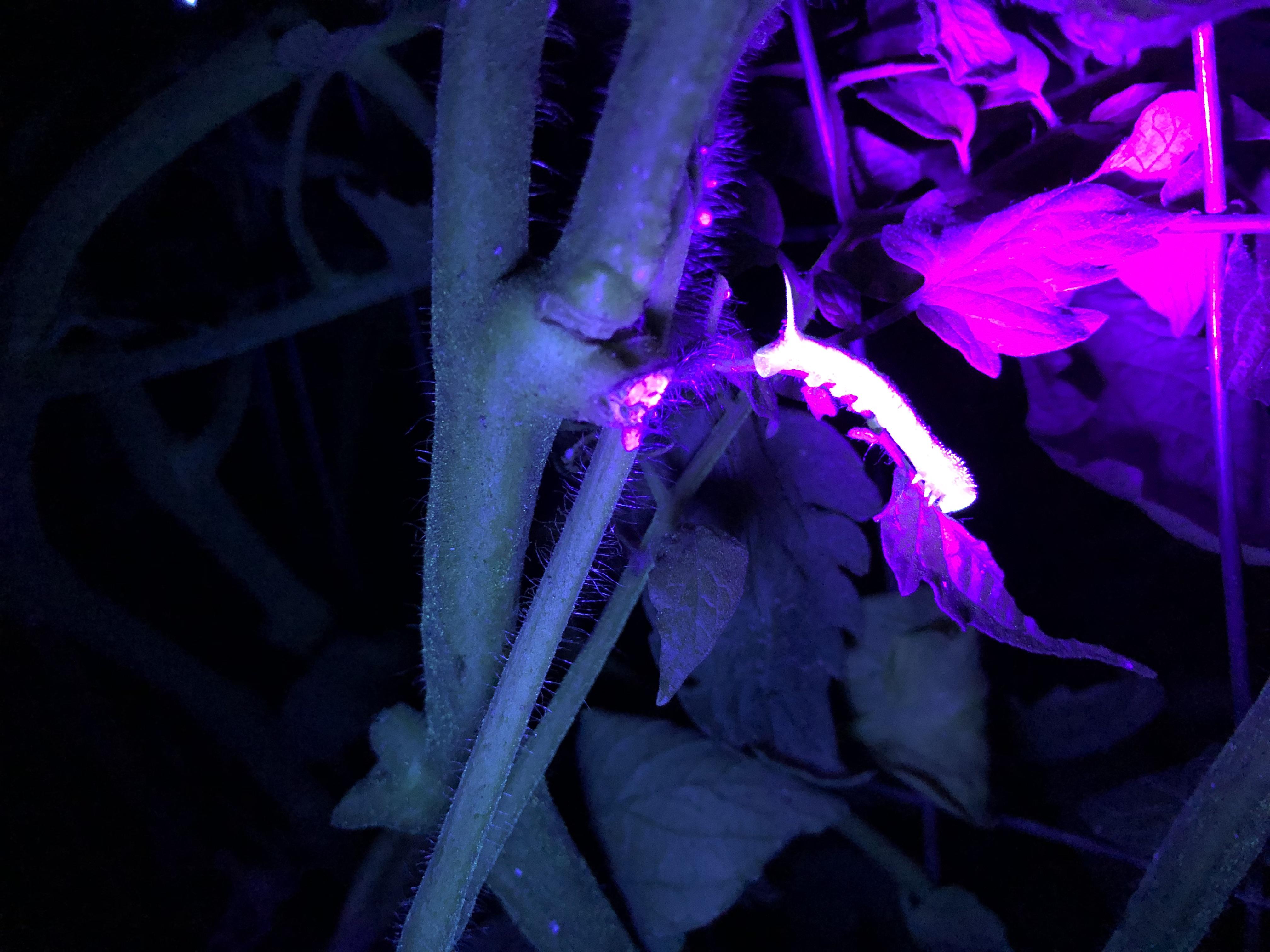 Whoever said Hornworms glow under UV light, you are a genius! r/homestead