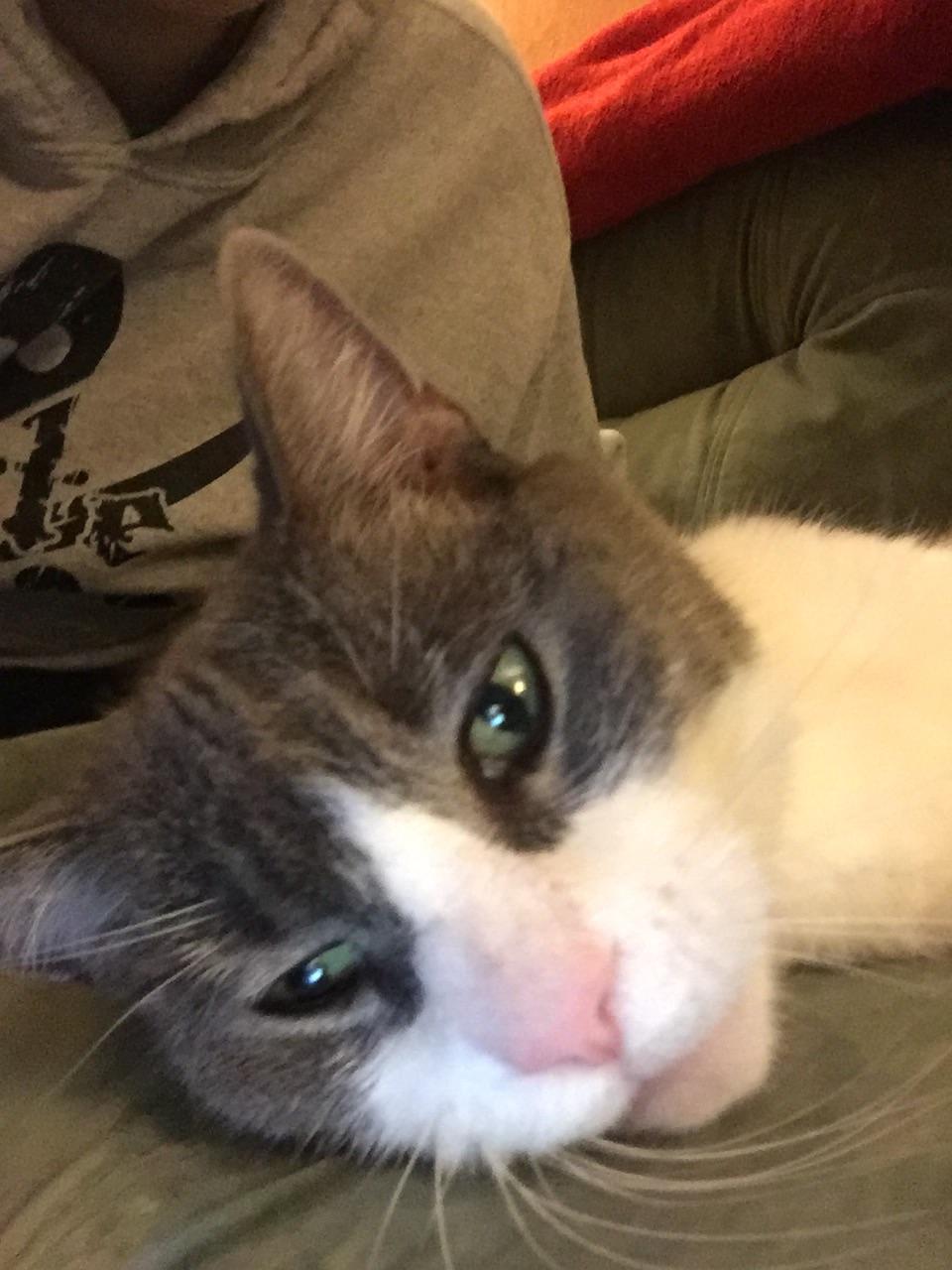 My 17 year old cat who still thinks she’s a kitten r/cats