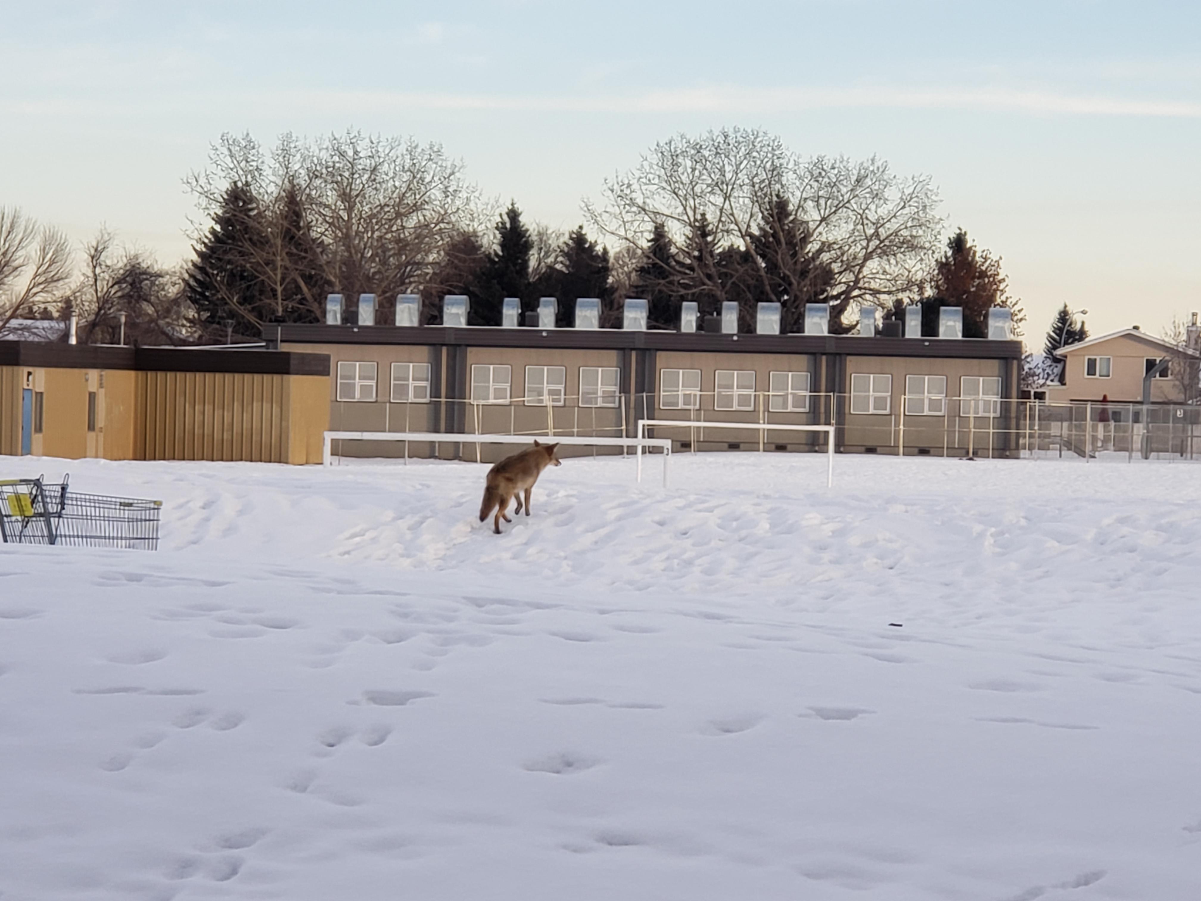Nonchalant coyote taking a stroll through Sifton Park in broad daylight