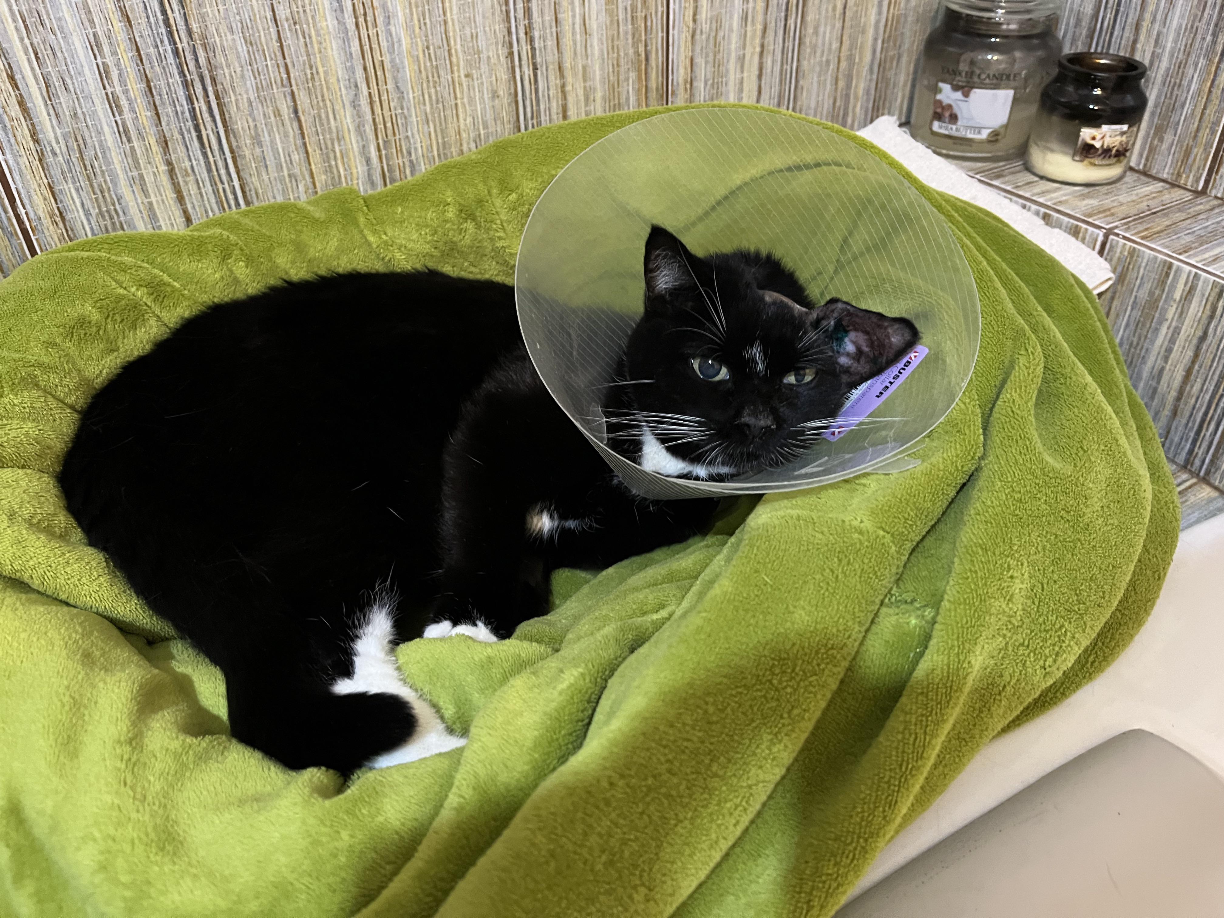 Our cat had a polyp and her entire ear canal had to be removed. It is