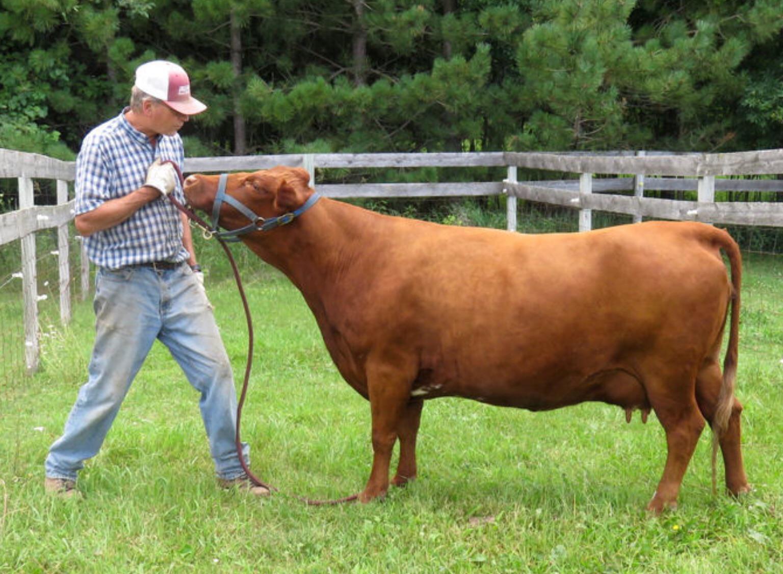 Dexter cattle are some of the smallest cattle in the world. They’re