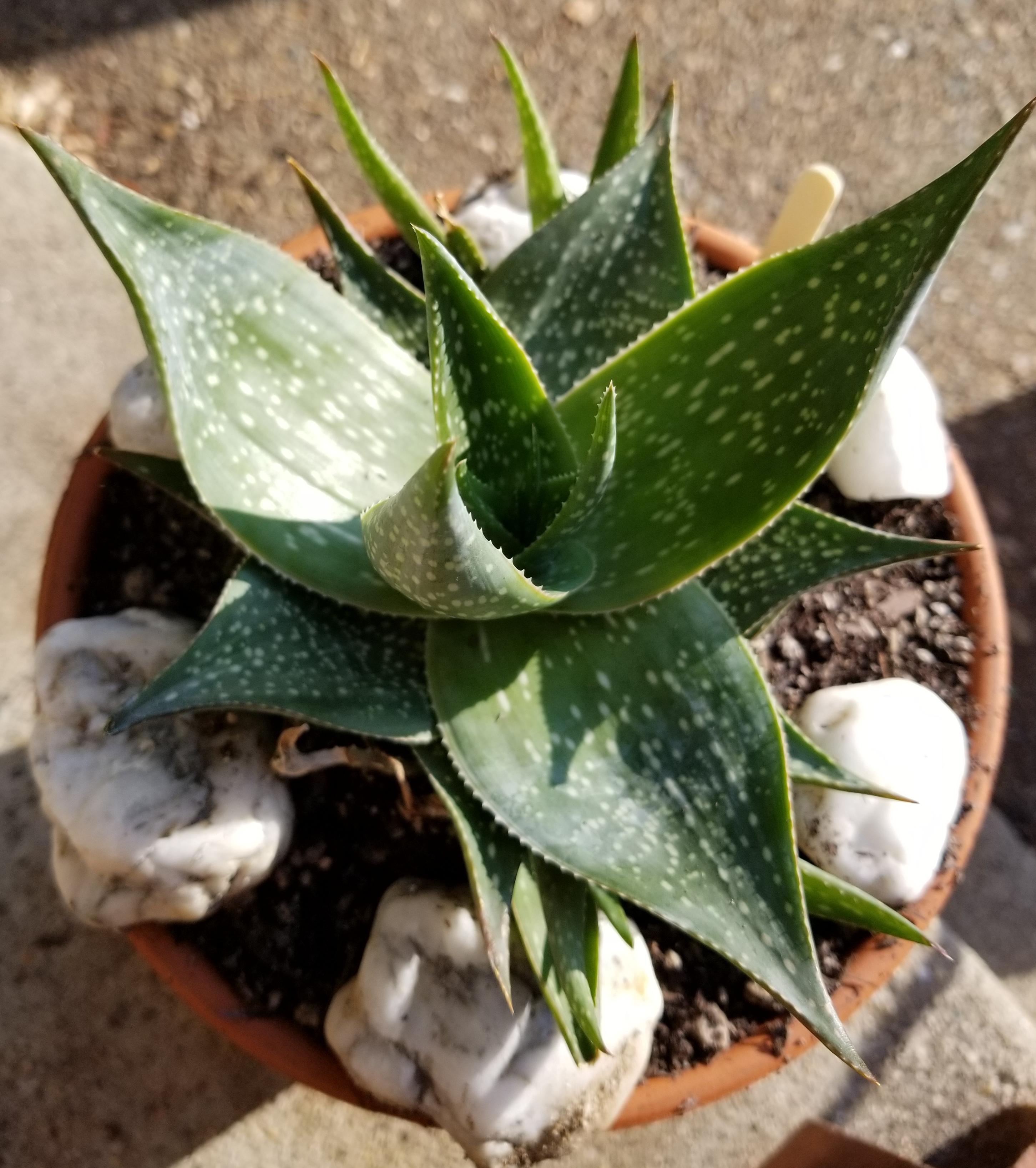 What species of aloe is this? succulents