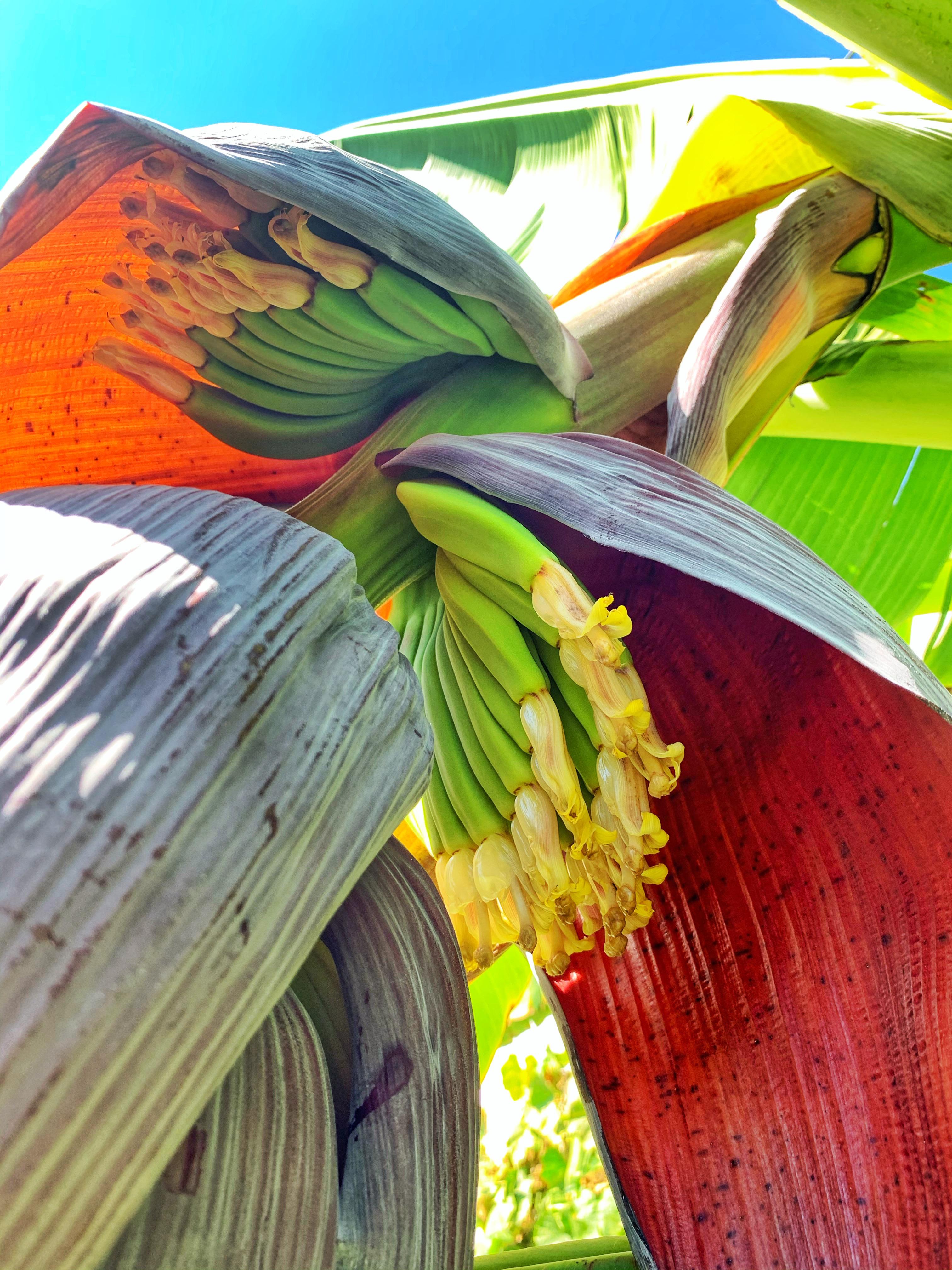 Banana bloom in the garden! r/gardening