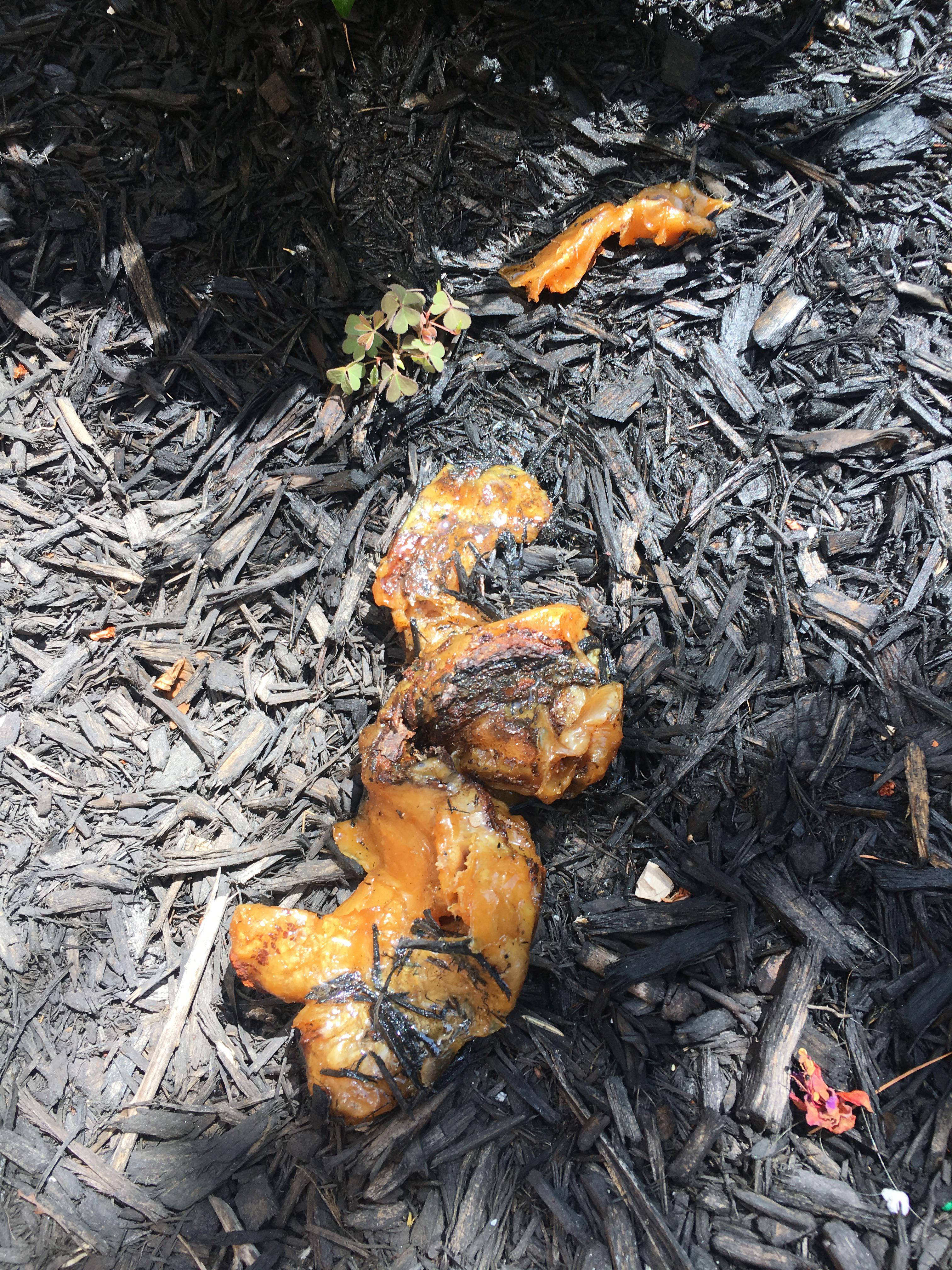 Is this a fungus? In my mulch in Maryland r/mycology