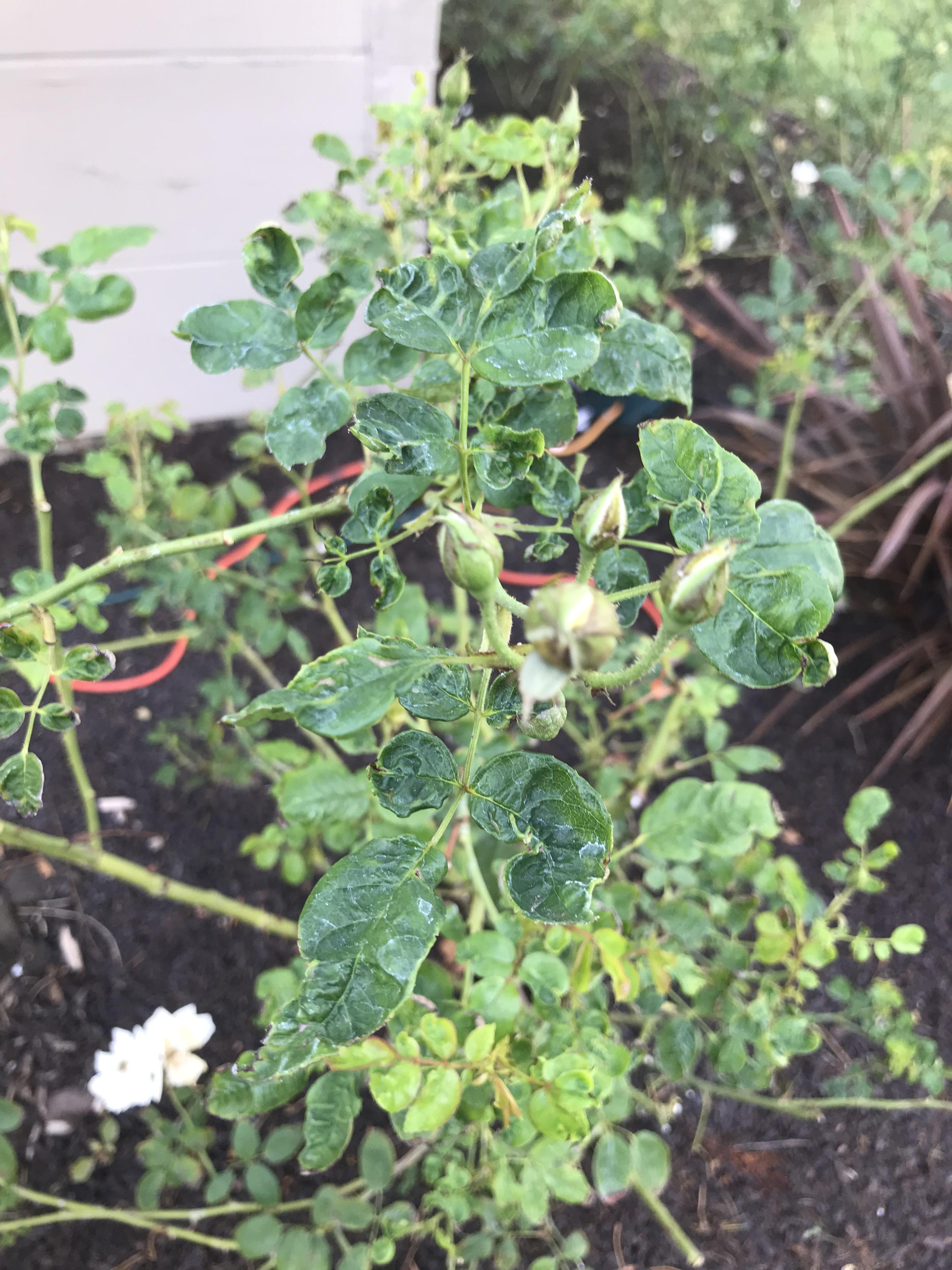 The leaves on my rose bush are shriveling. What can I do to nurse my